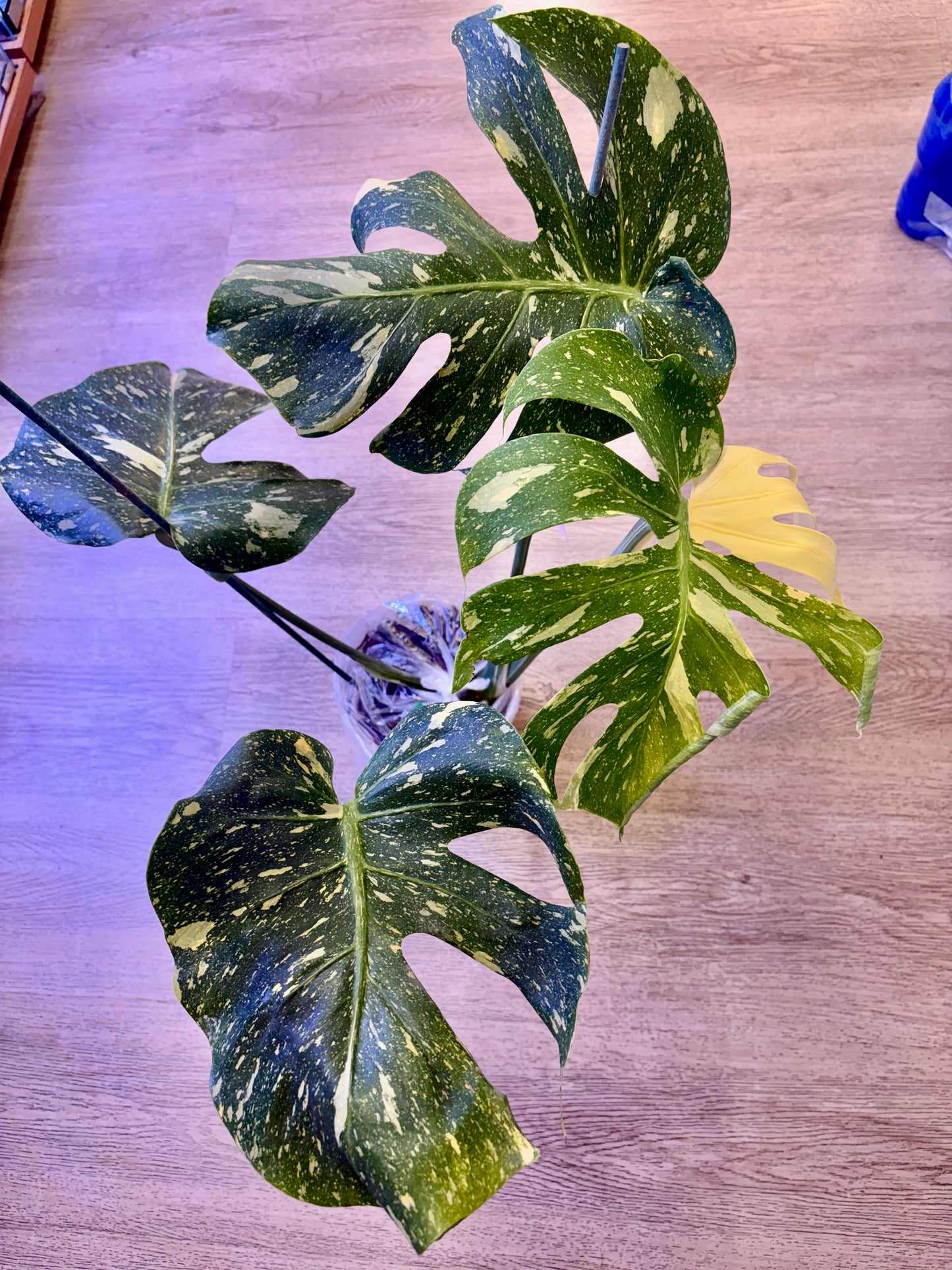 Monstera Starlight #4