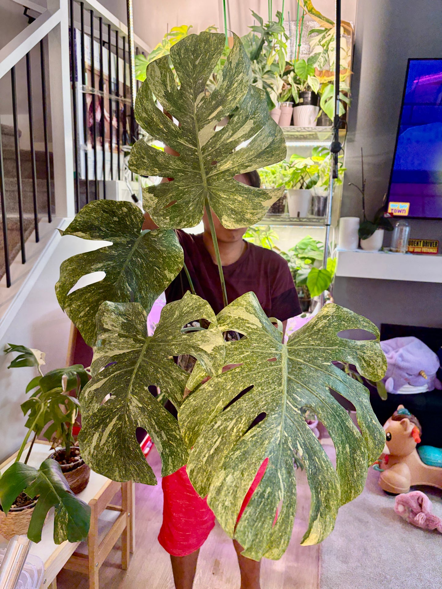 Monstera Green Snow