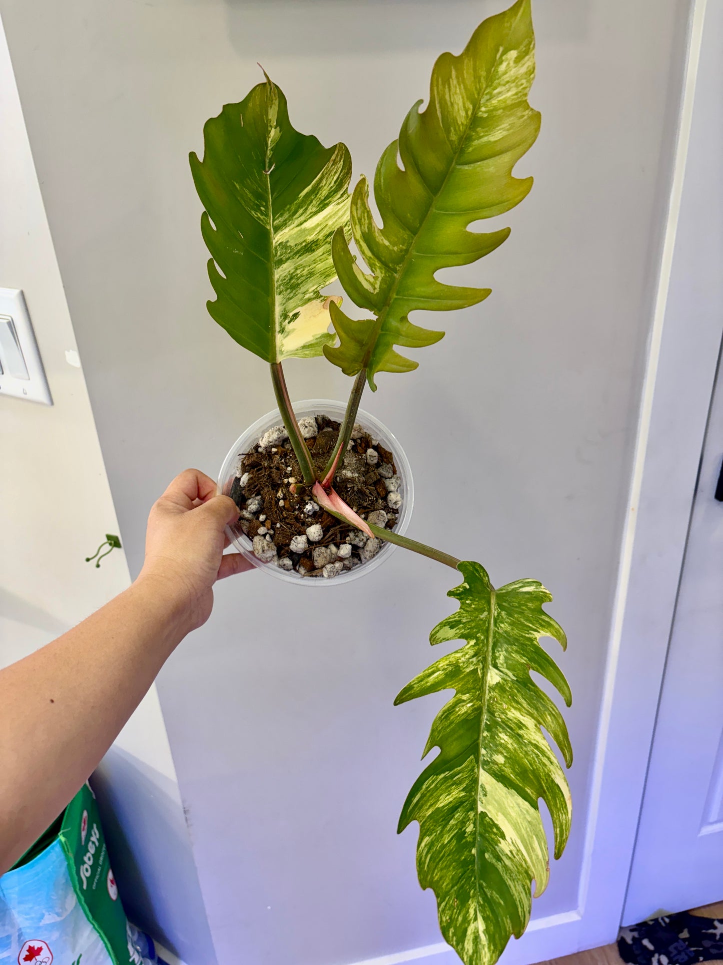 Philodendron Caramel Marble Variegated
