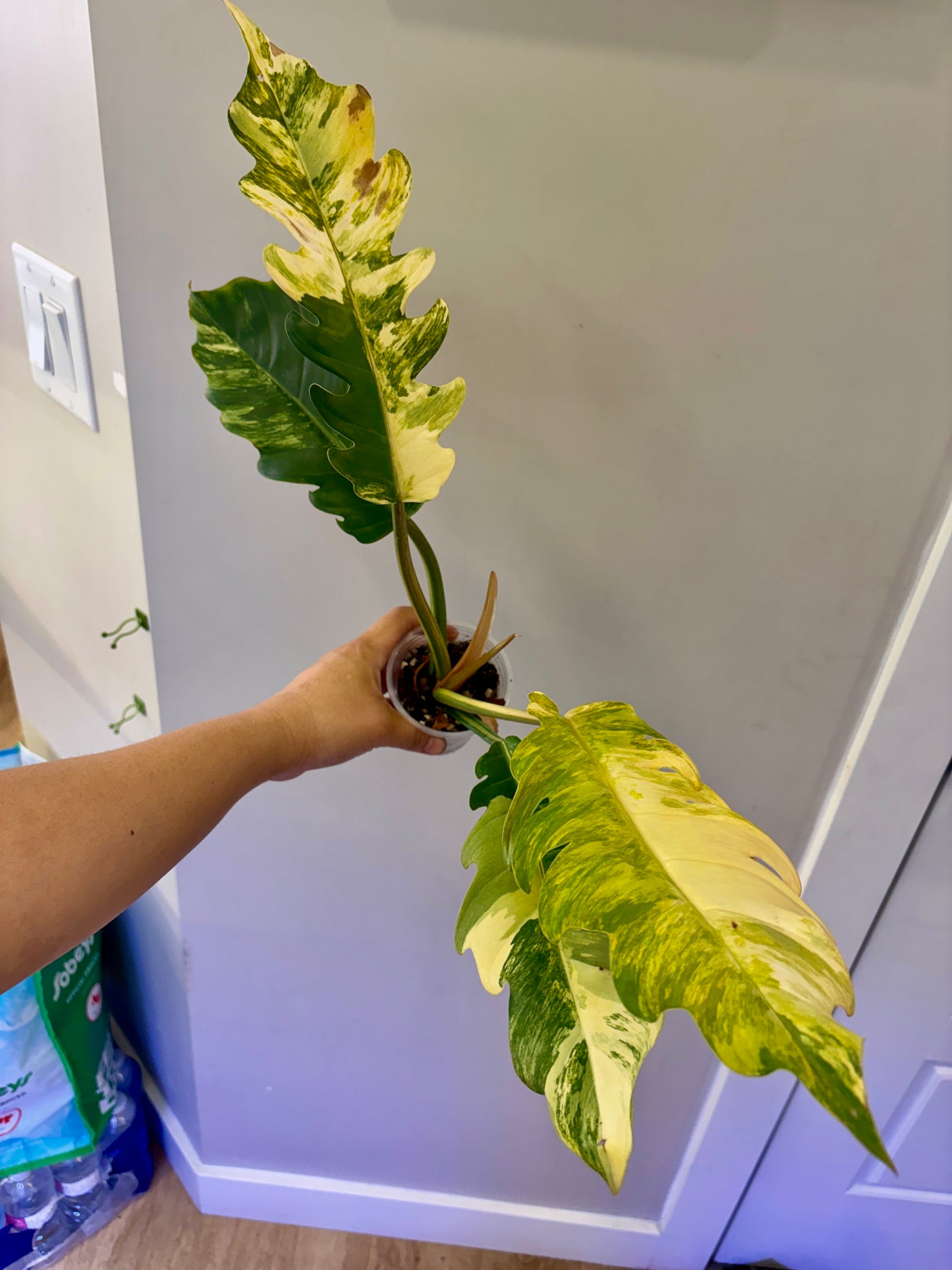 Philodendron Caramel Marble Variegated