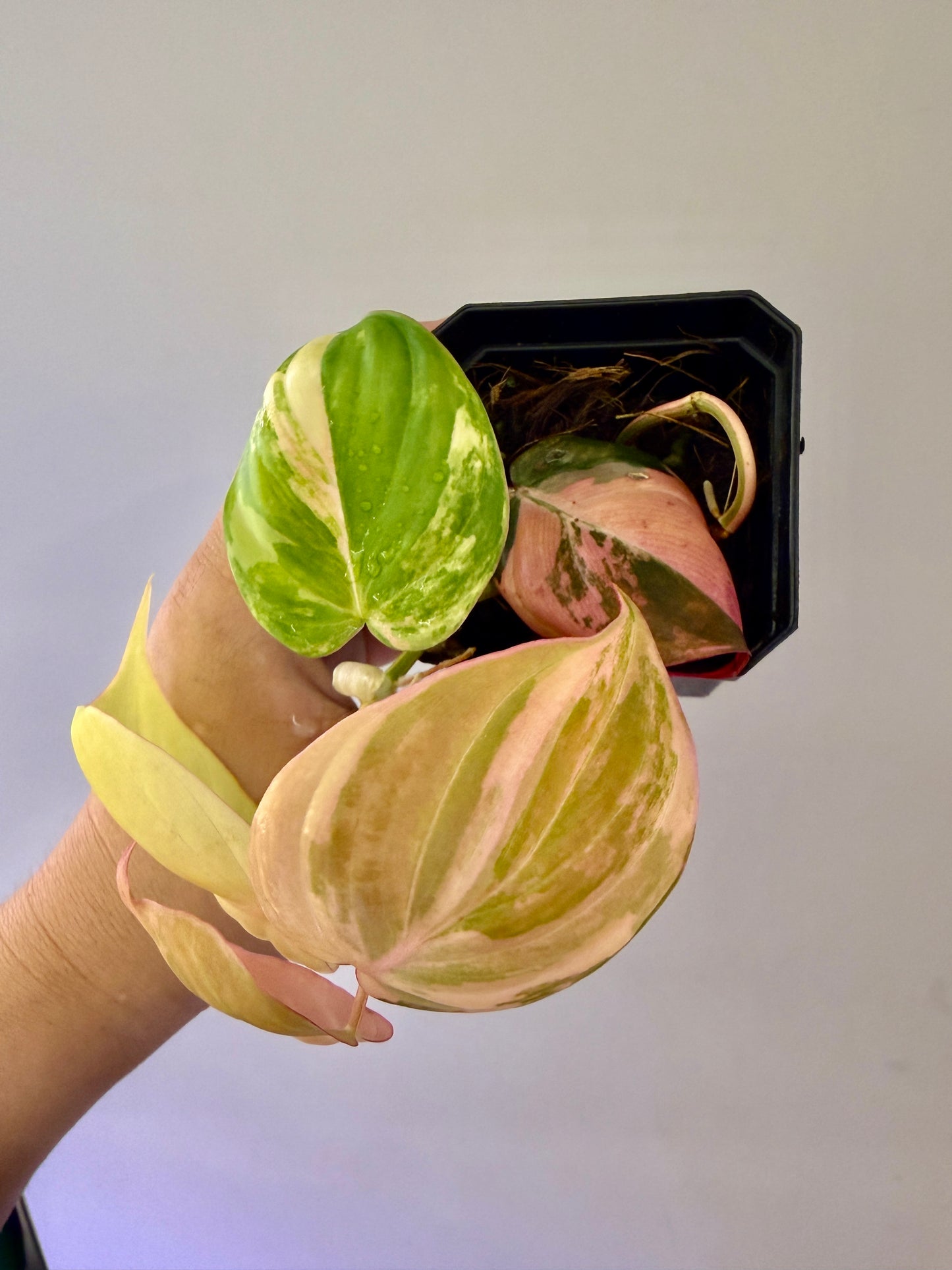 Philodendron Pink Mican #1