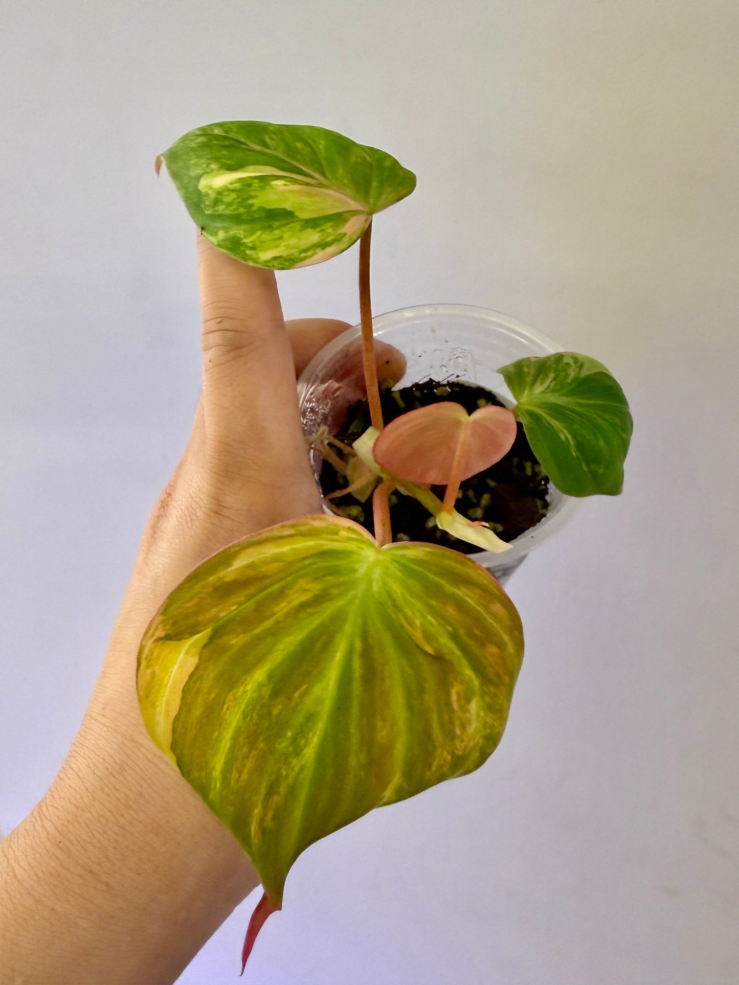 Philodendron Pink Mican #5
