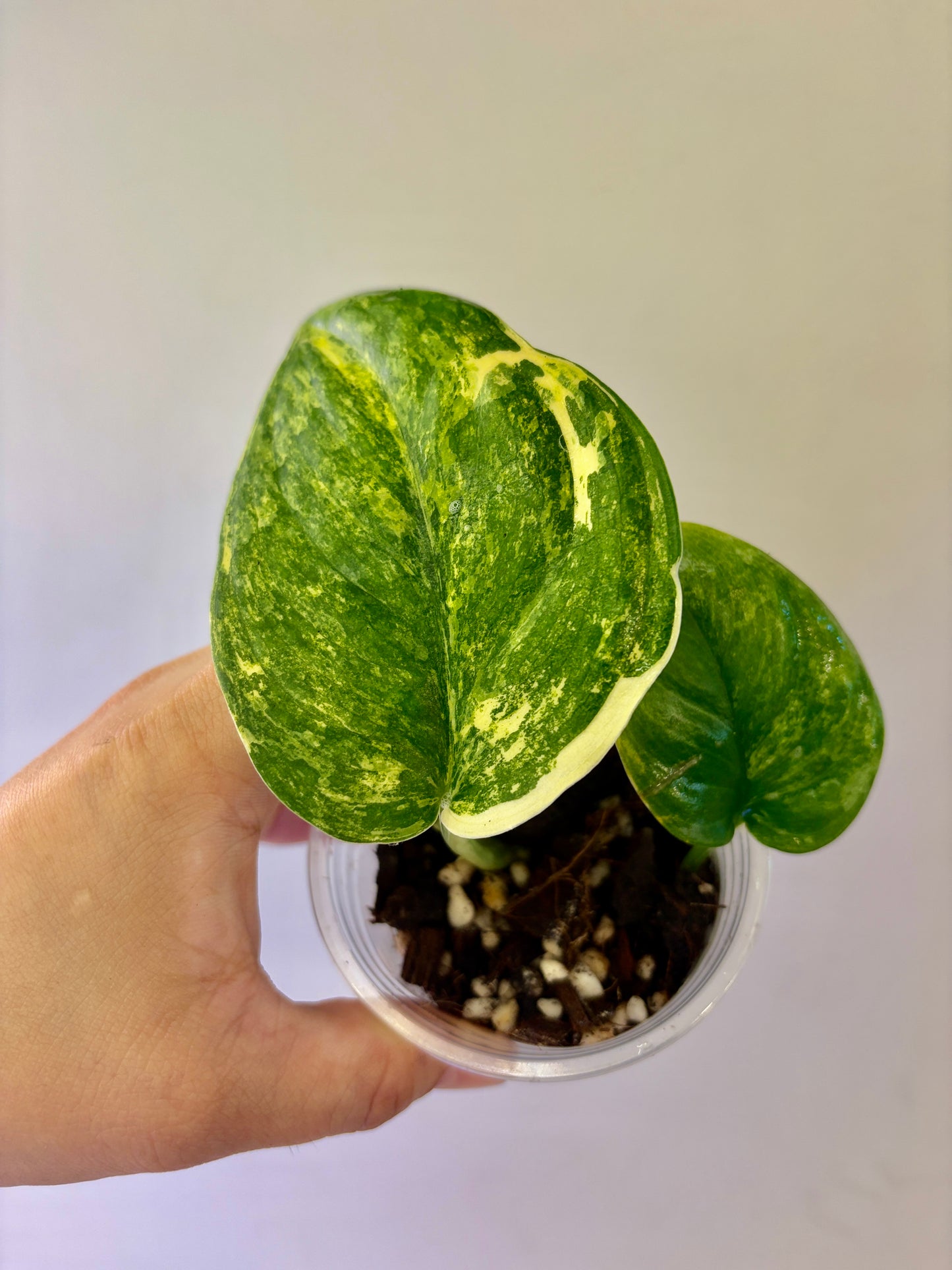 Scindapsus Spearmint - A1