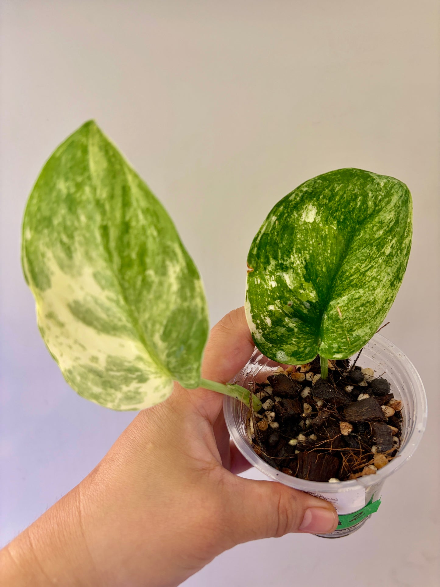 Scindapsus Spearmint - A2