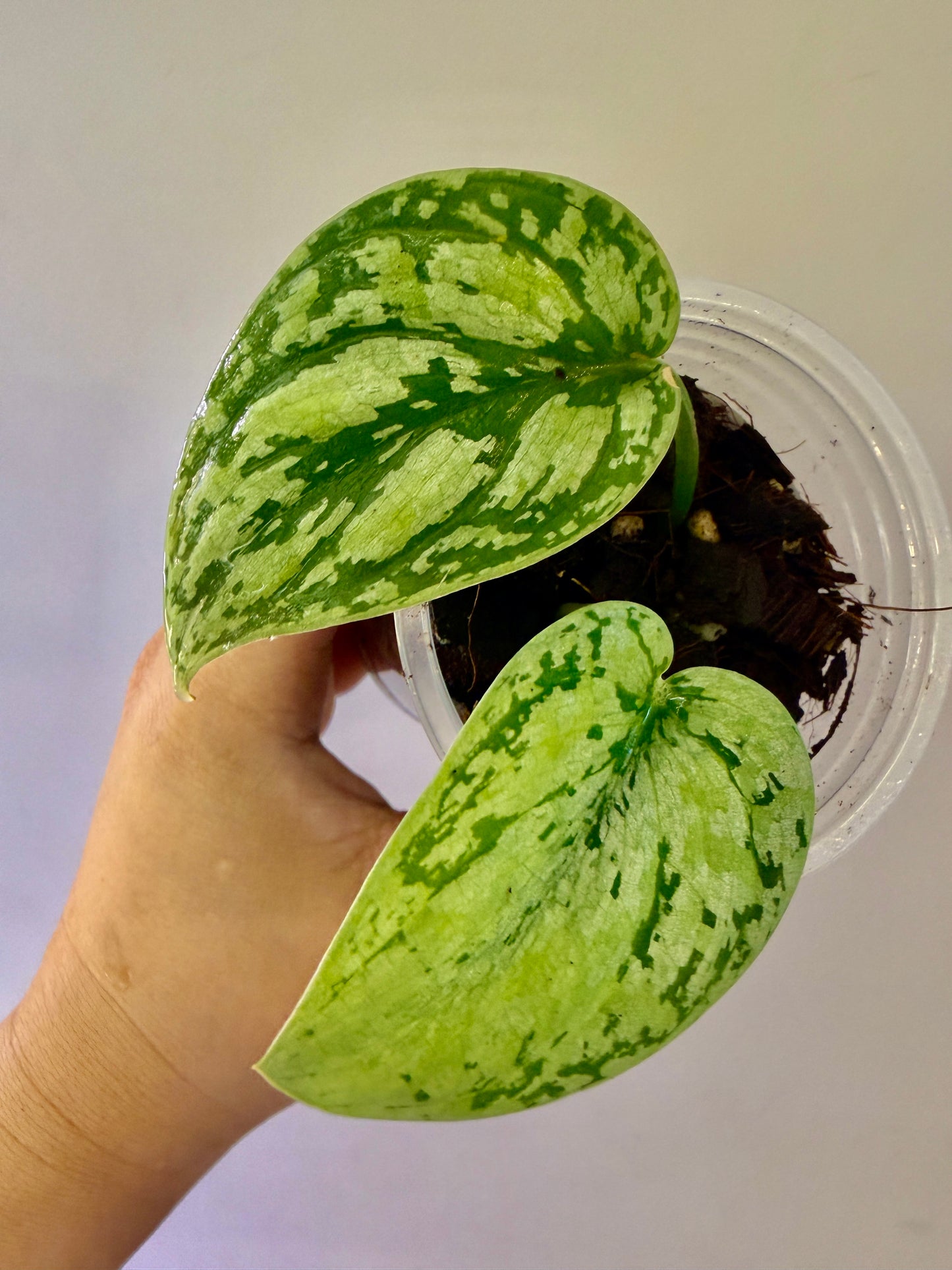 Scindapsus Tricolor Dark Form - A10