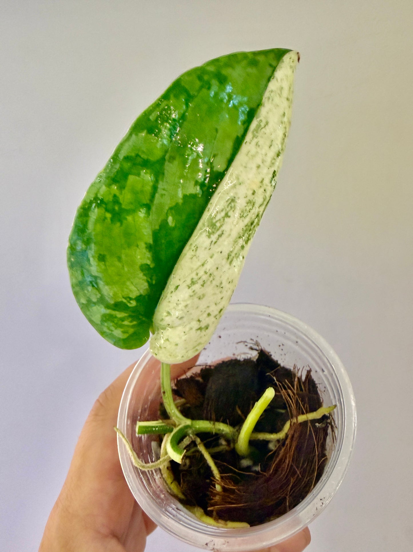 Scindapsus Nirmala -A11