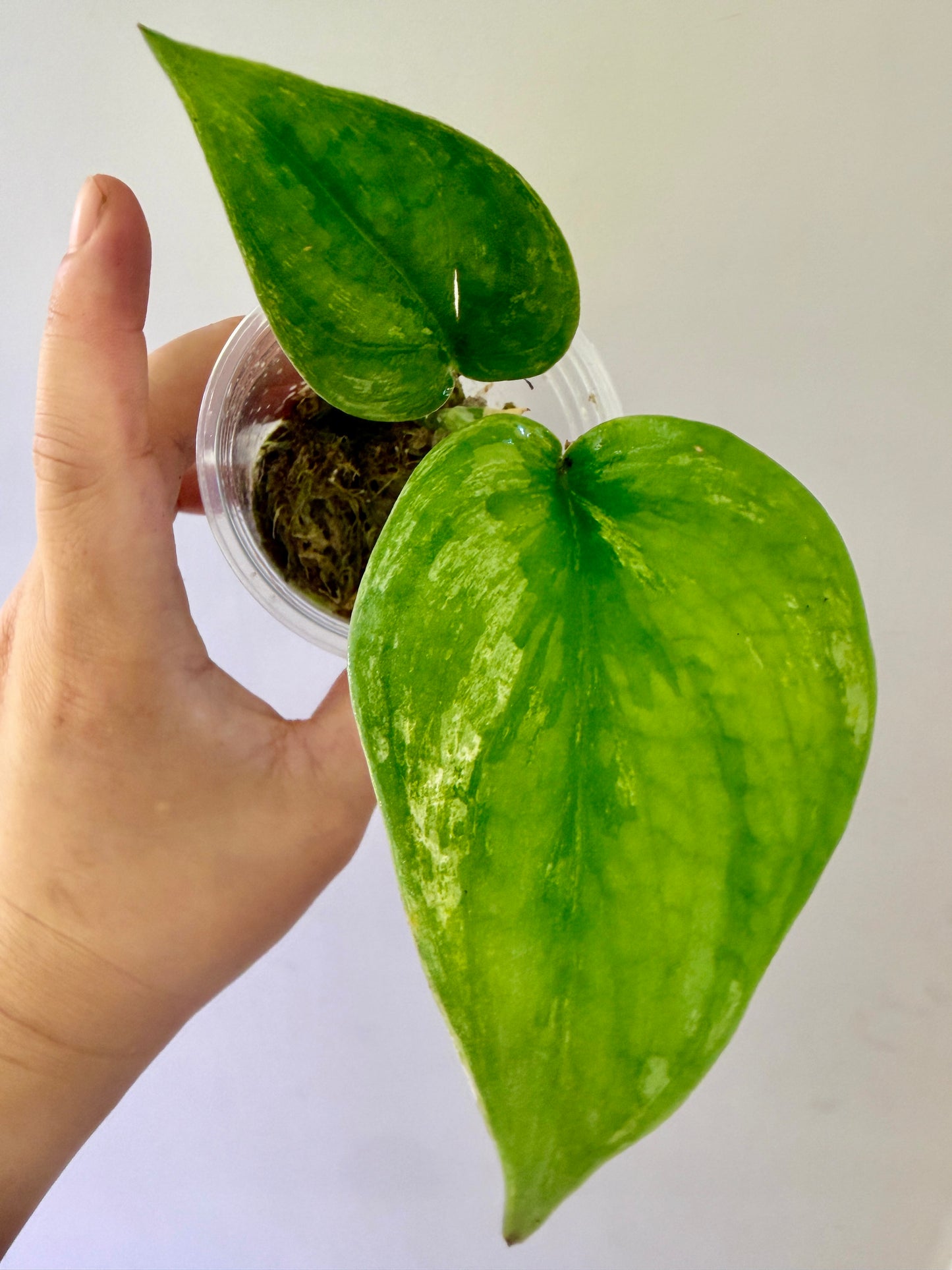 Scindapsus Silver Knighg Variegated- A44