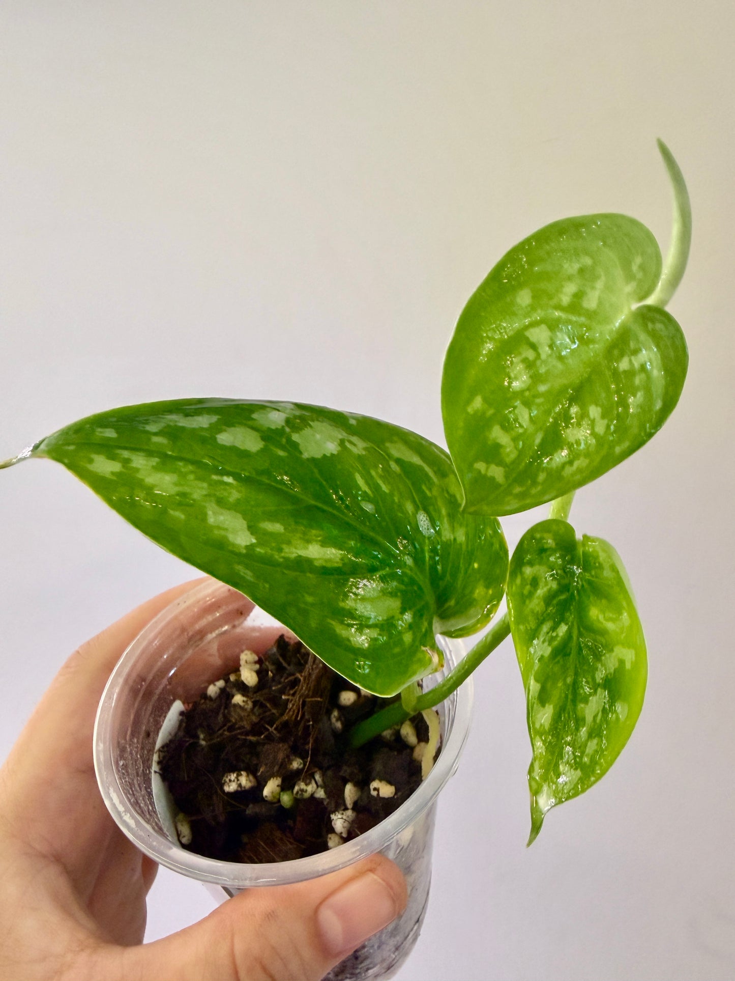A63 - Scindapsus Bakunawa