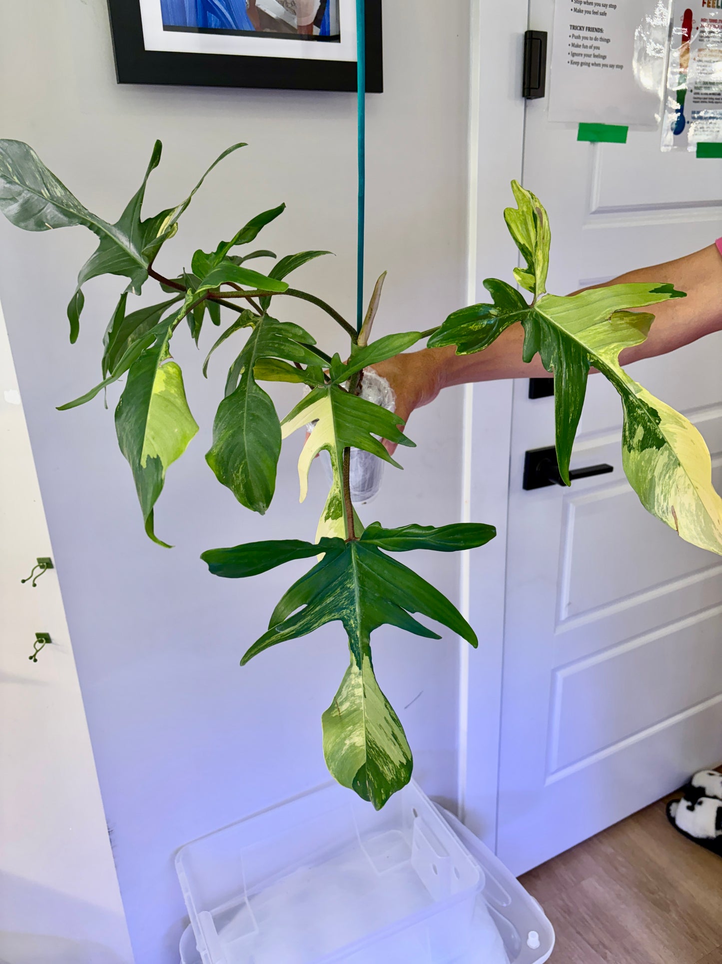 Philodendron Florida Beauty Variegated- 04