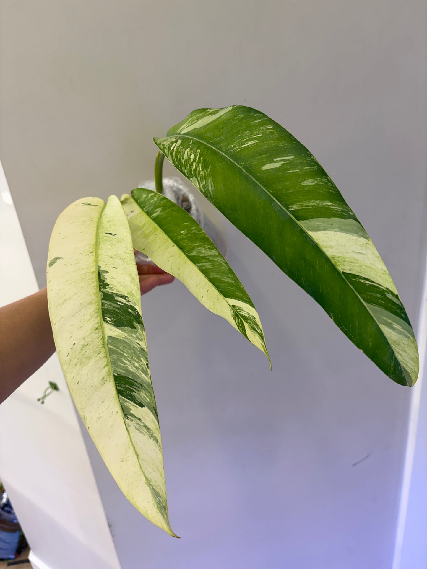 Epipremnum Giganteum Tricolor Purge