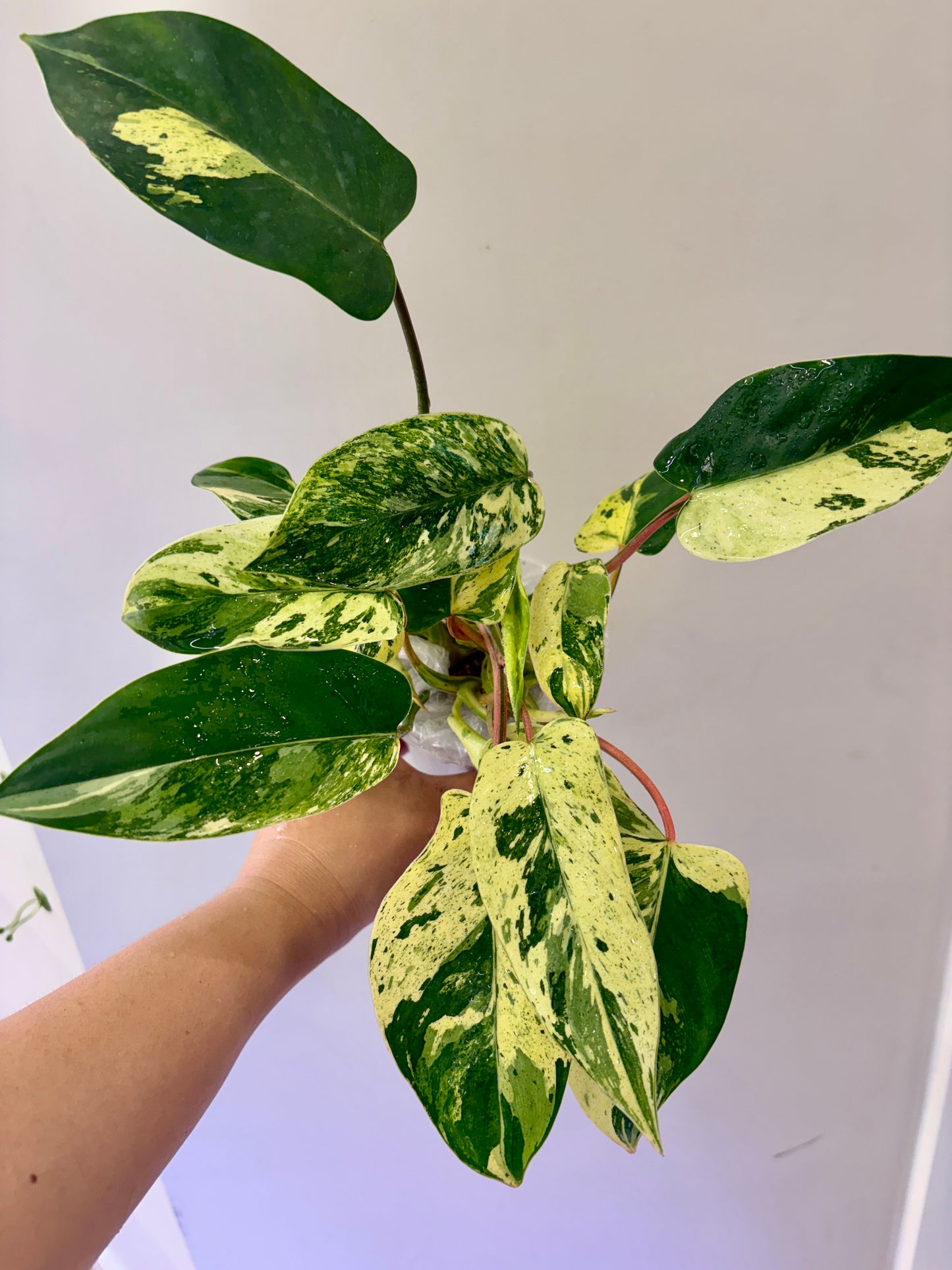 Philodendron Emerald Queen Purge