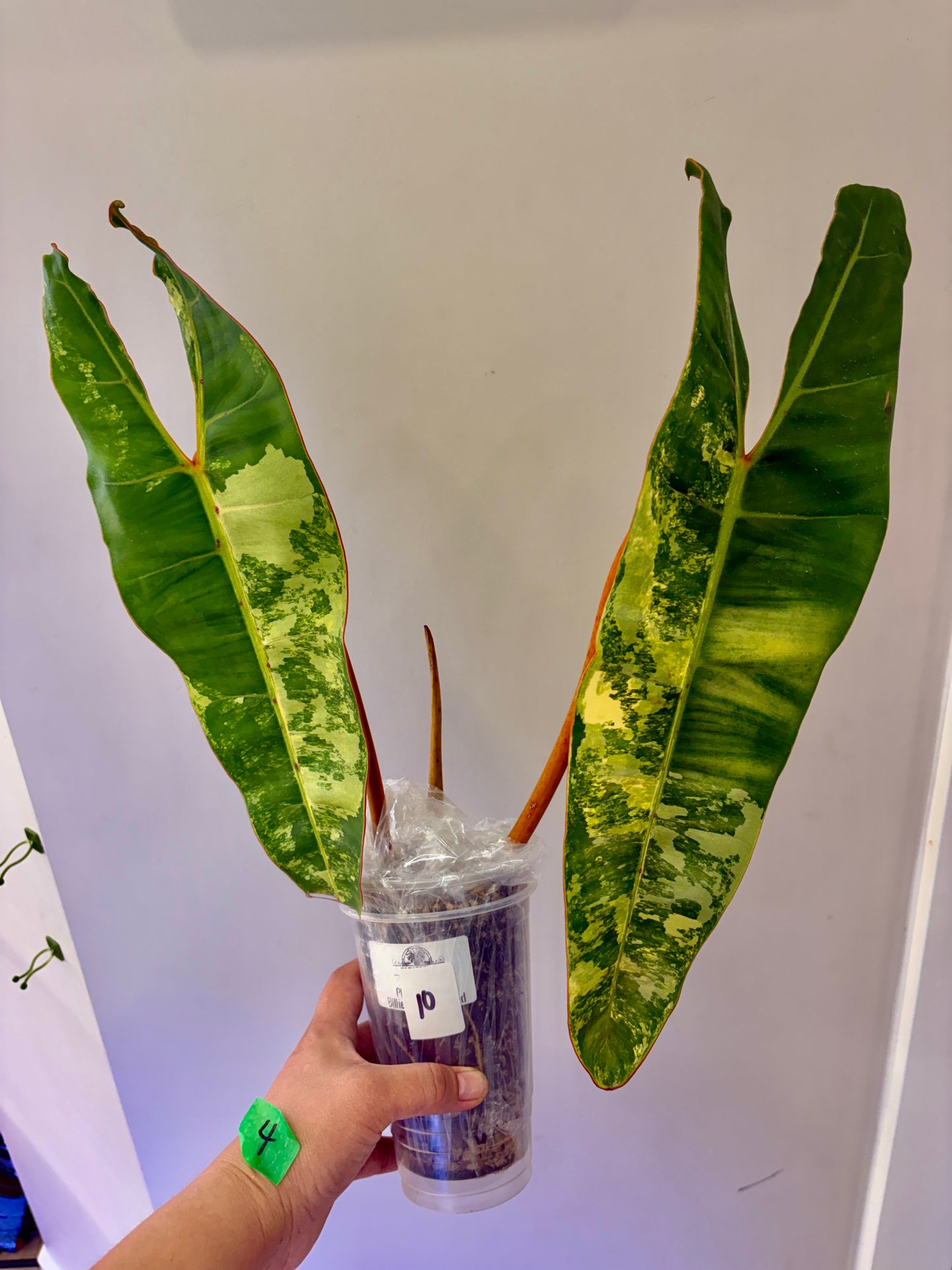 #10 Philodendron Billietiae Variegated (2 leaves +1) Purge