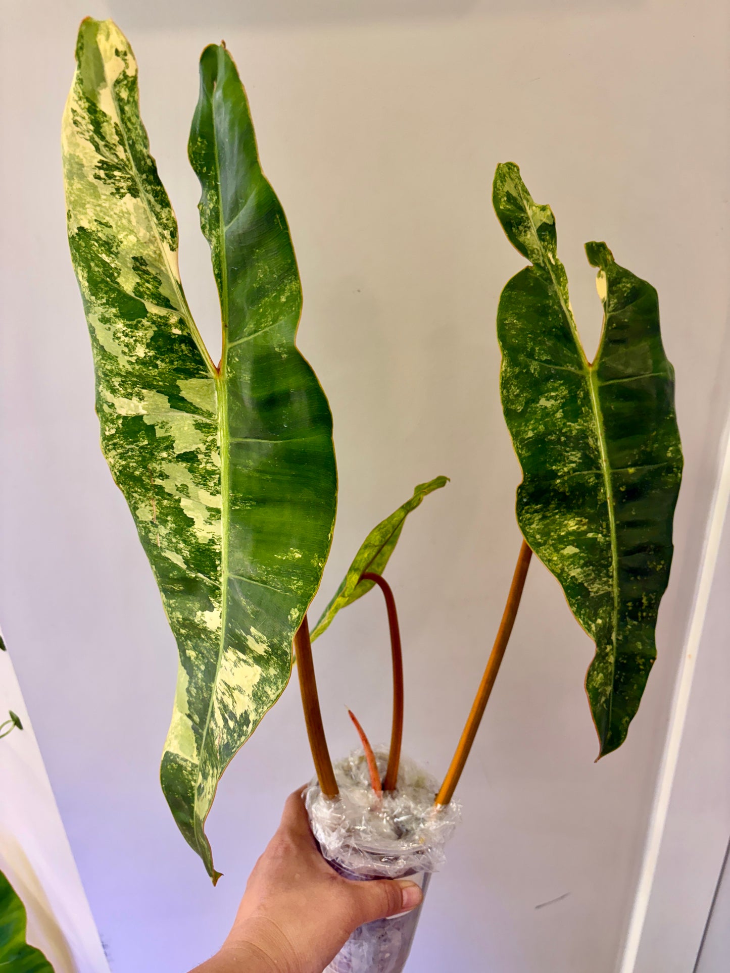 #17 Philodendron Billietiae Variegated (3 leaves +1) Purge