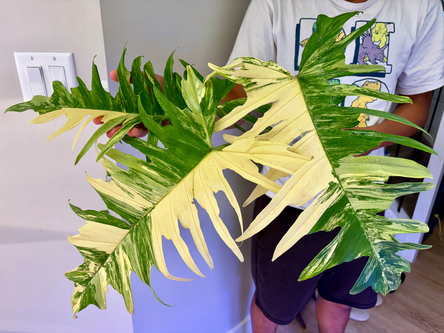 #23 Philodendron FB x Tortum Variegated Purge