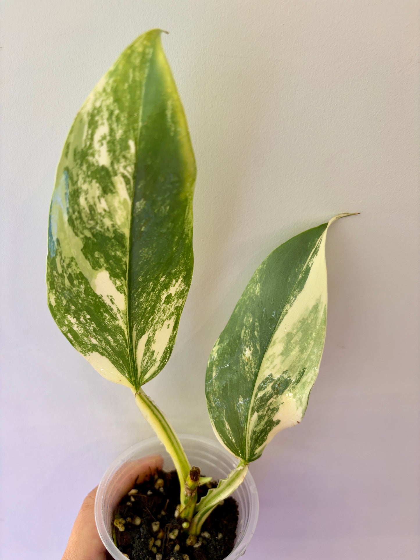 #34 Philodendron Silver Sword Variegated (2 growth points) Purge