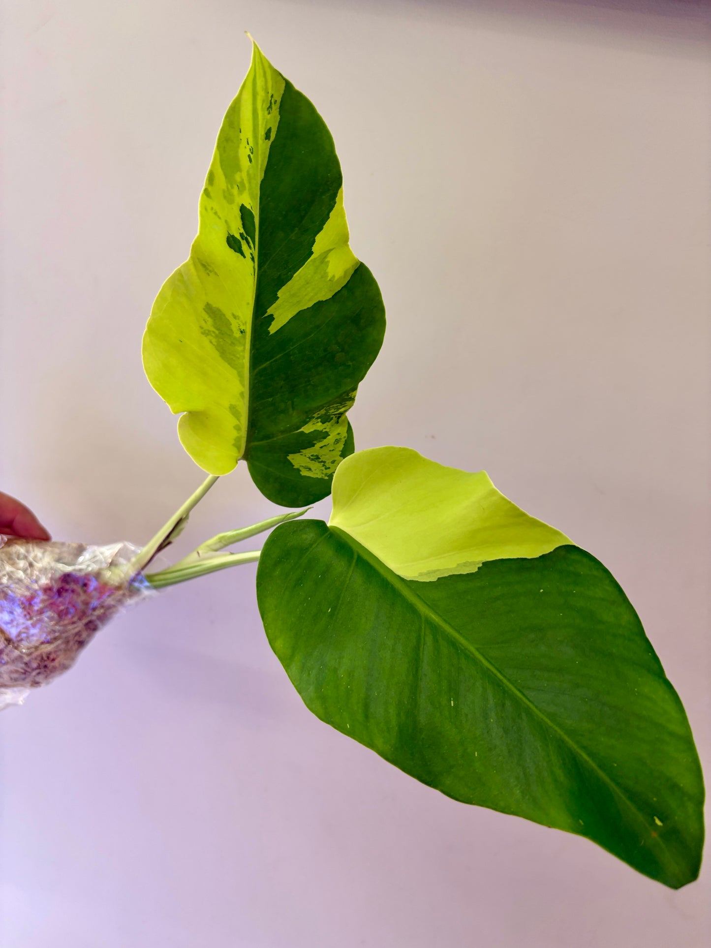 Unacclimated —-Purge sale— Monstera Light Lime #2