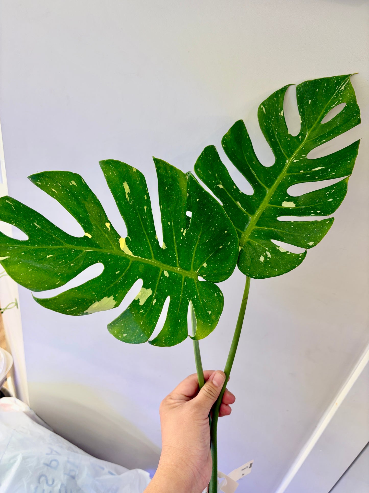 Unacclimated —-Purge sale— Monstera Fish Bone #2