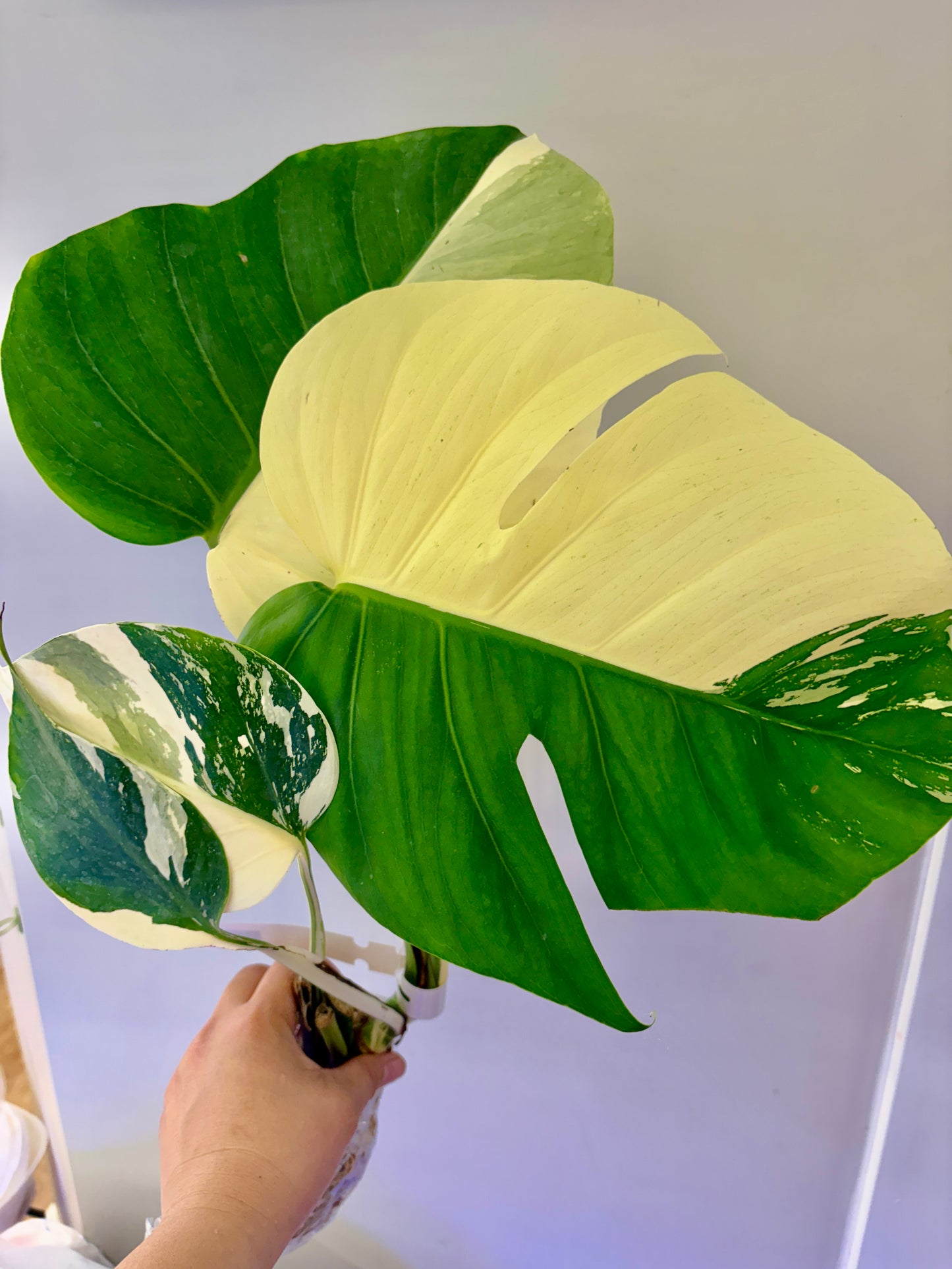 #42 UNACCLIMATED Monstera Jungle Mint —-Purge Sale