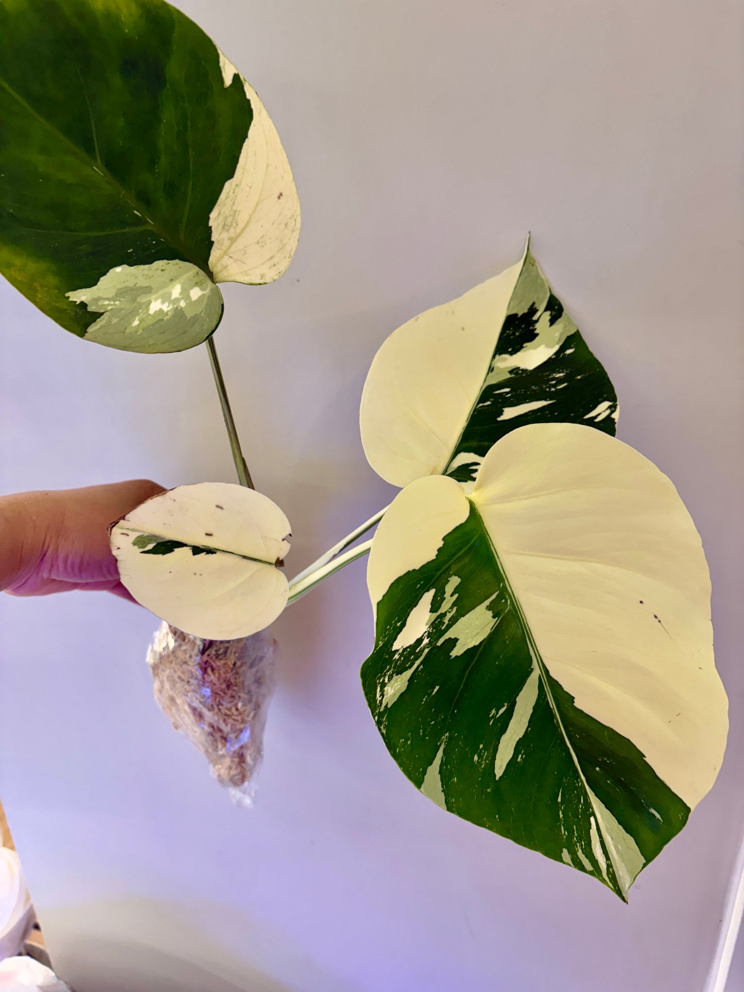 #43 UNACCLIMATED Monstera Jungle Mint —-Purge Sale