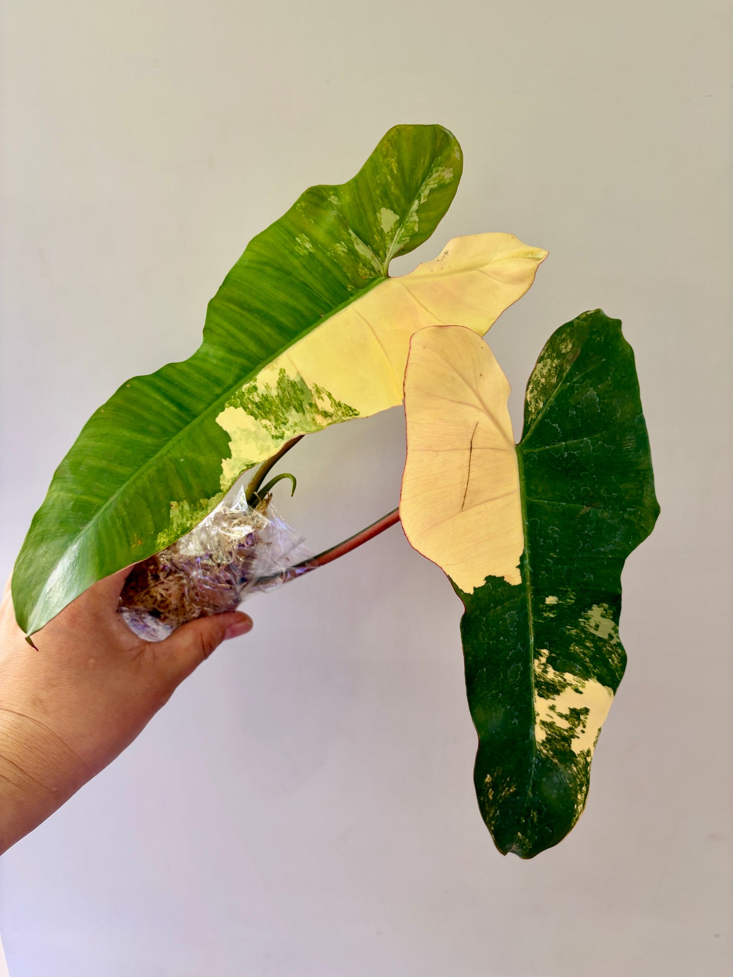 Unacclimated —-Purge sale— Philodendron Brown Beauty #2