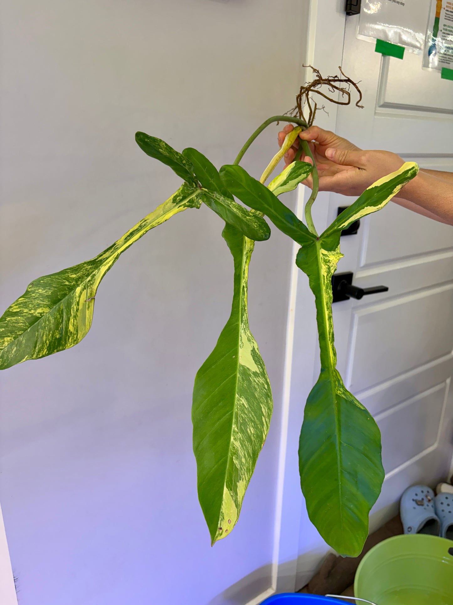 #57 Philodendron Joepii Variegated (big) — Unacclimated —-Purge sale