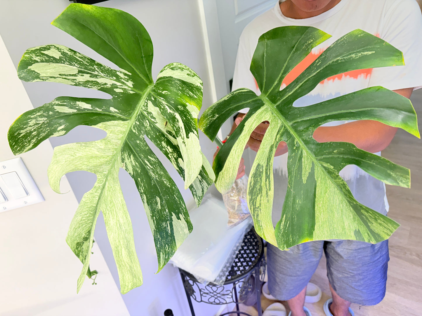 Monstera Jungle Mint (2 plants) UNACCLIMATED