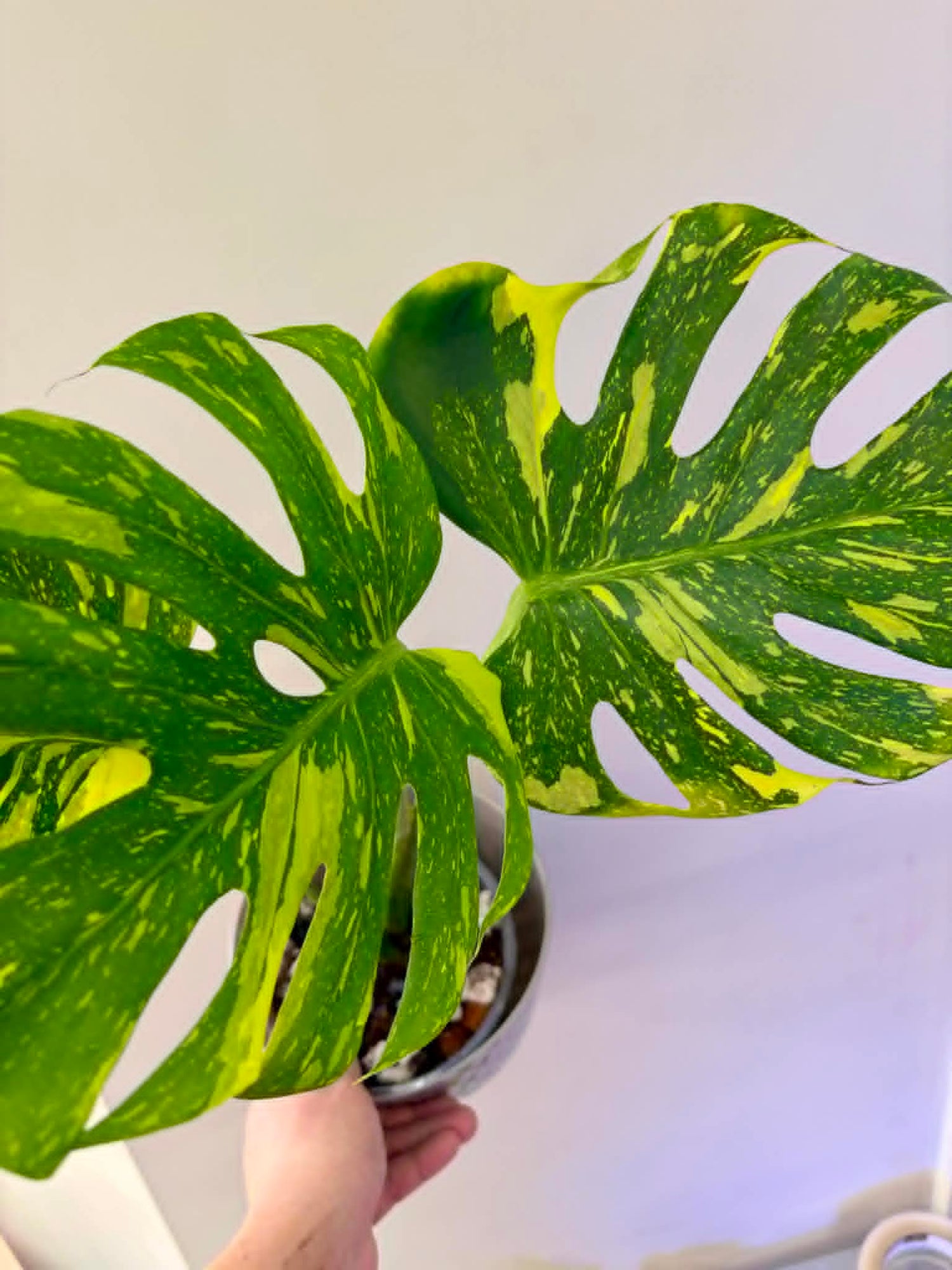 fresh from THAILAND plants