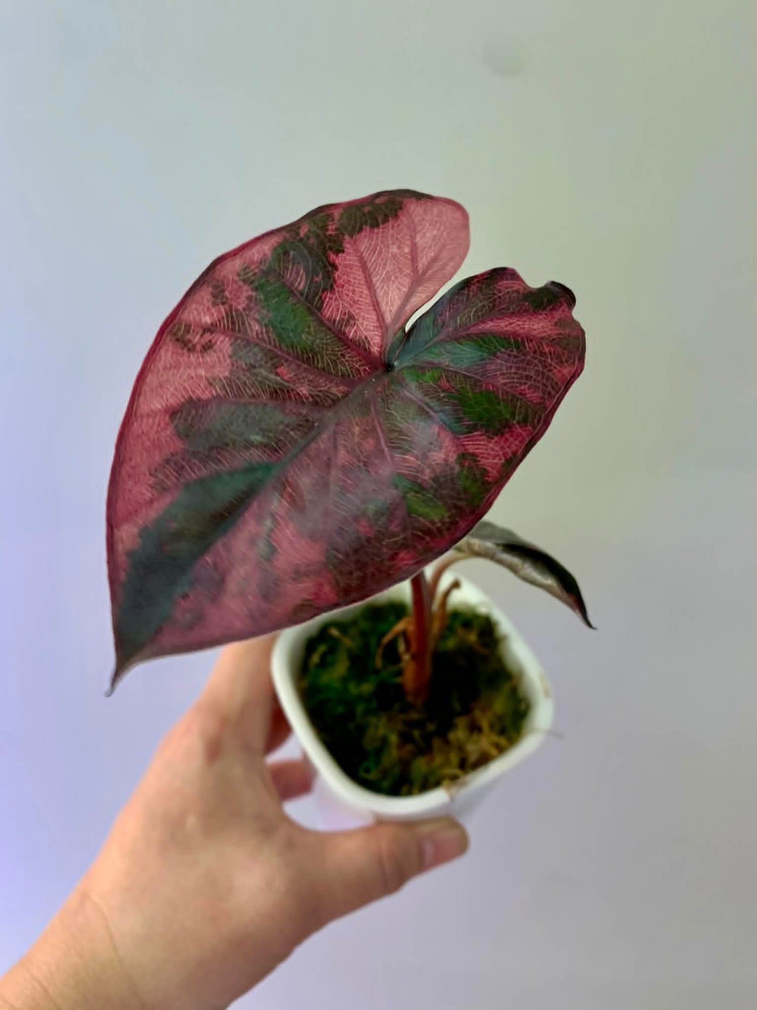 Alocasia