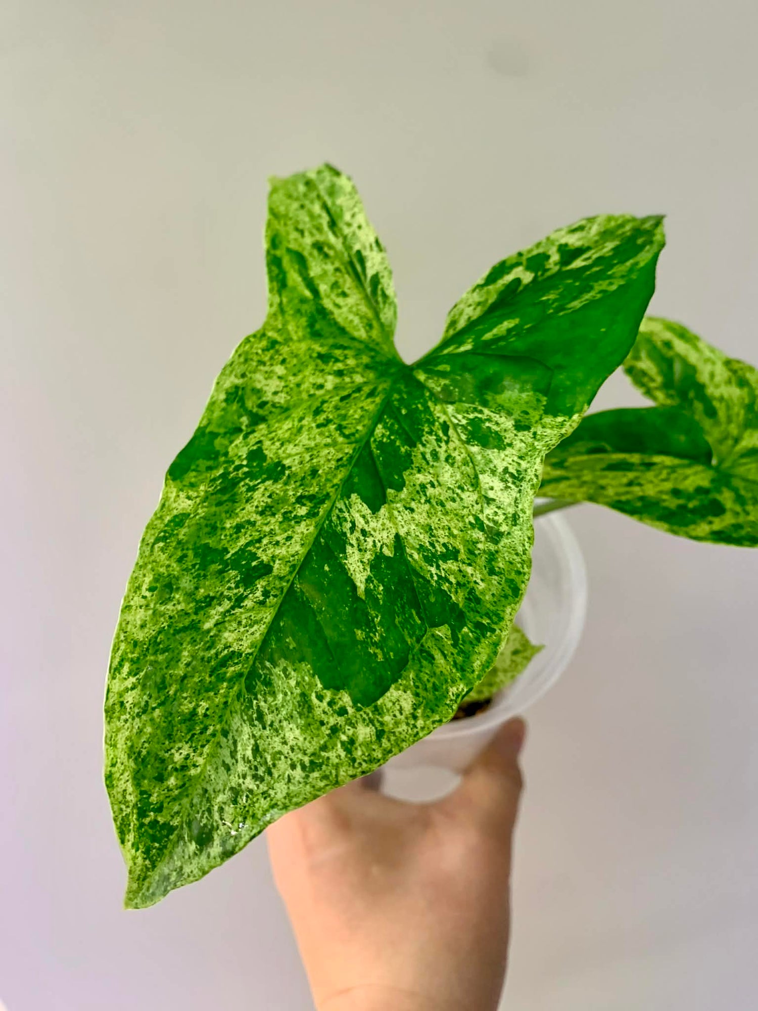 Syngonium