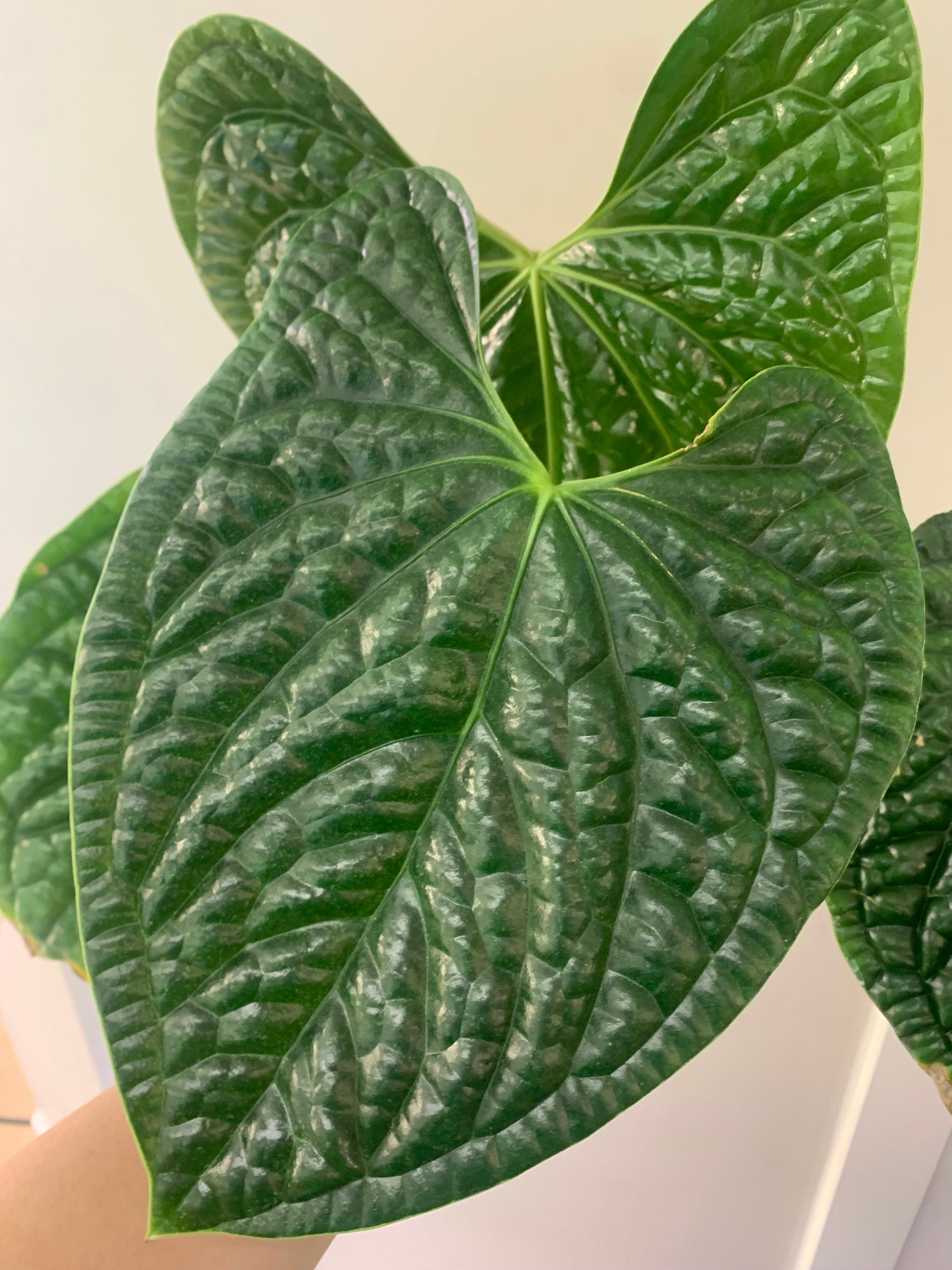 Anthurium
