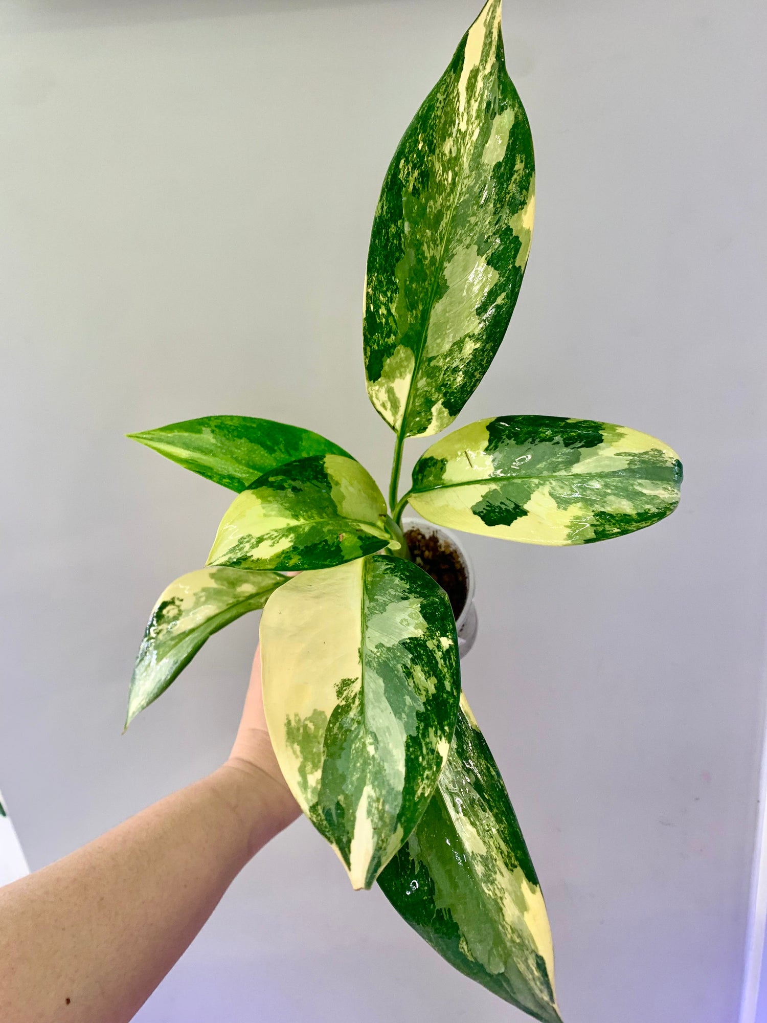 Aglaonema