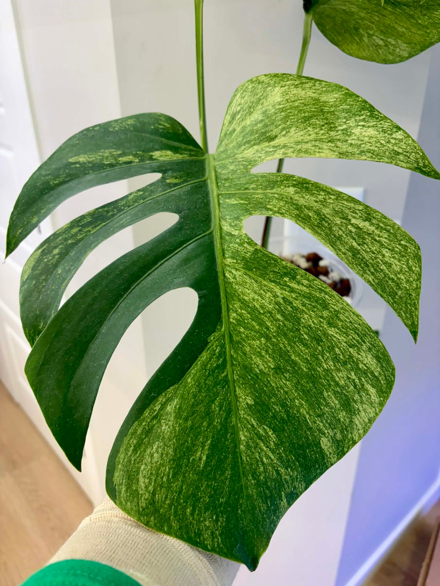 Monstera