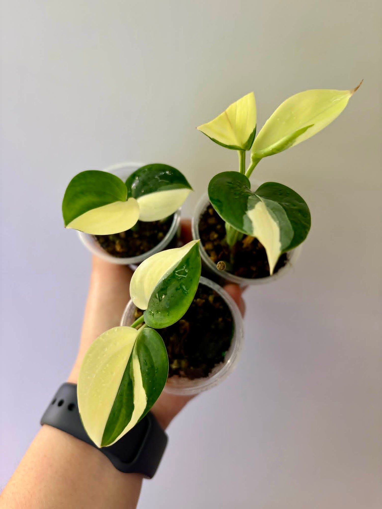 Scindapsus
