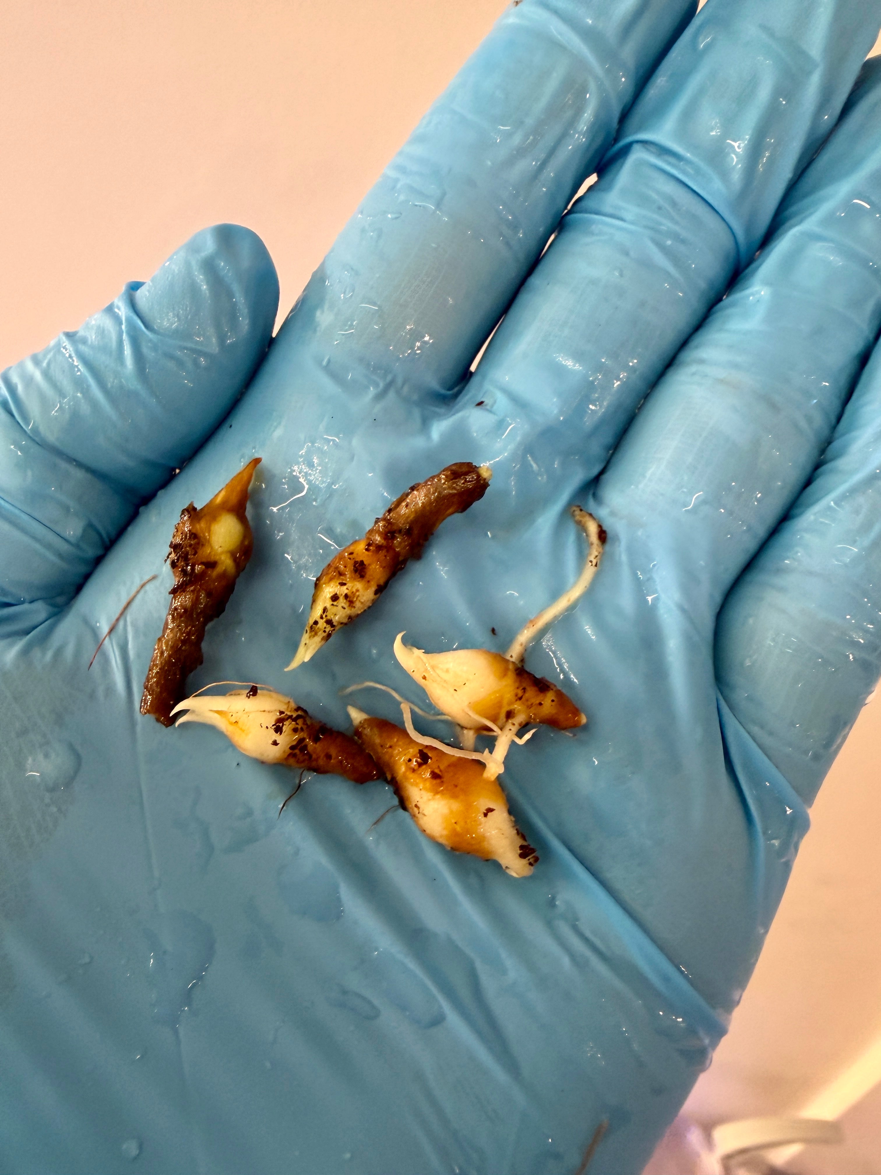 Alocasia Silver Dragon Aurea CORM