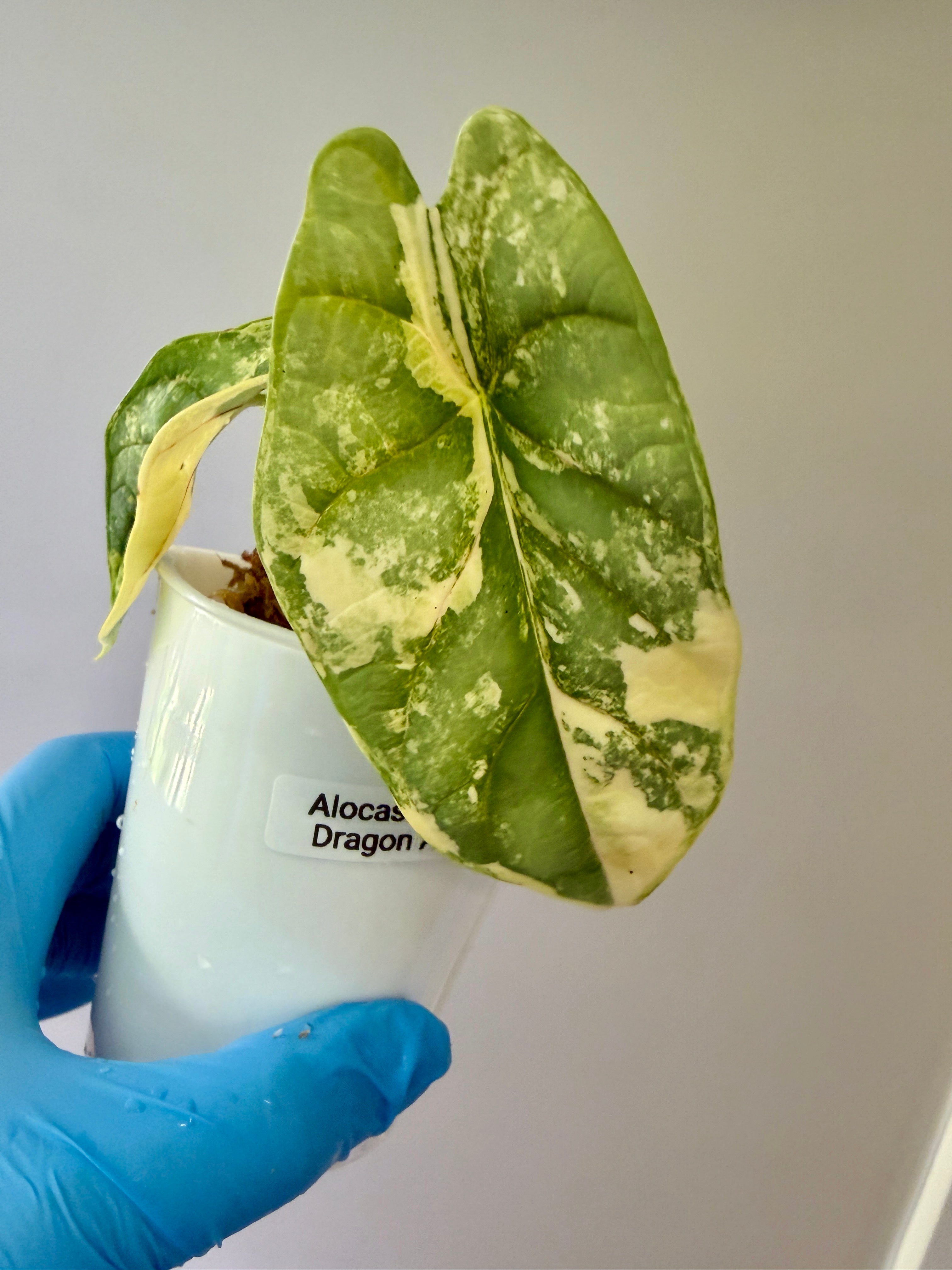 Alocasia Silver Dragon Aurea CORM