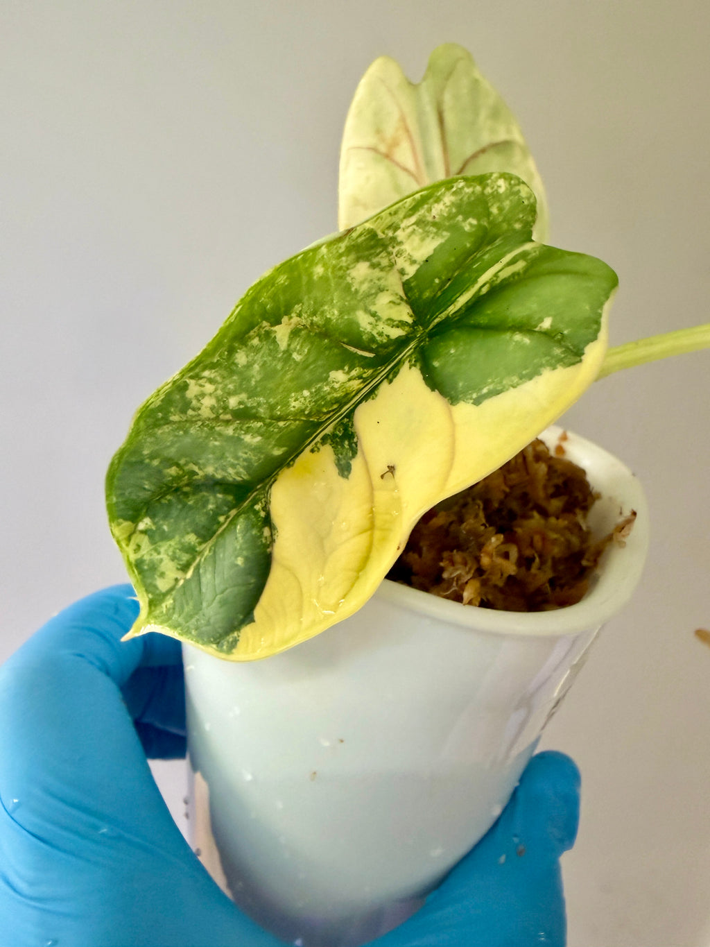 Alocasia Silver Dragon Aurea CORM