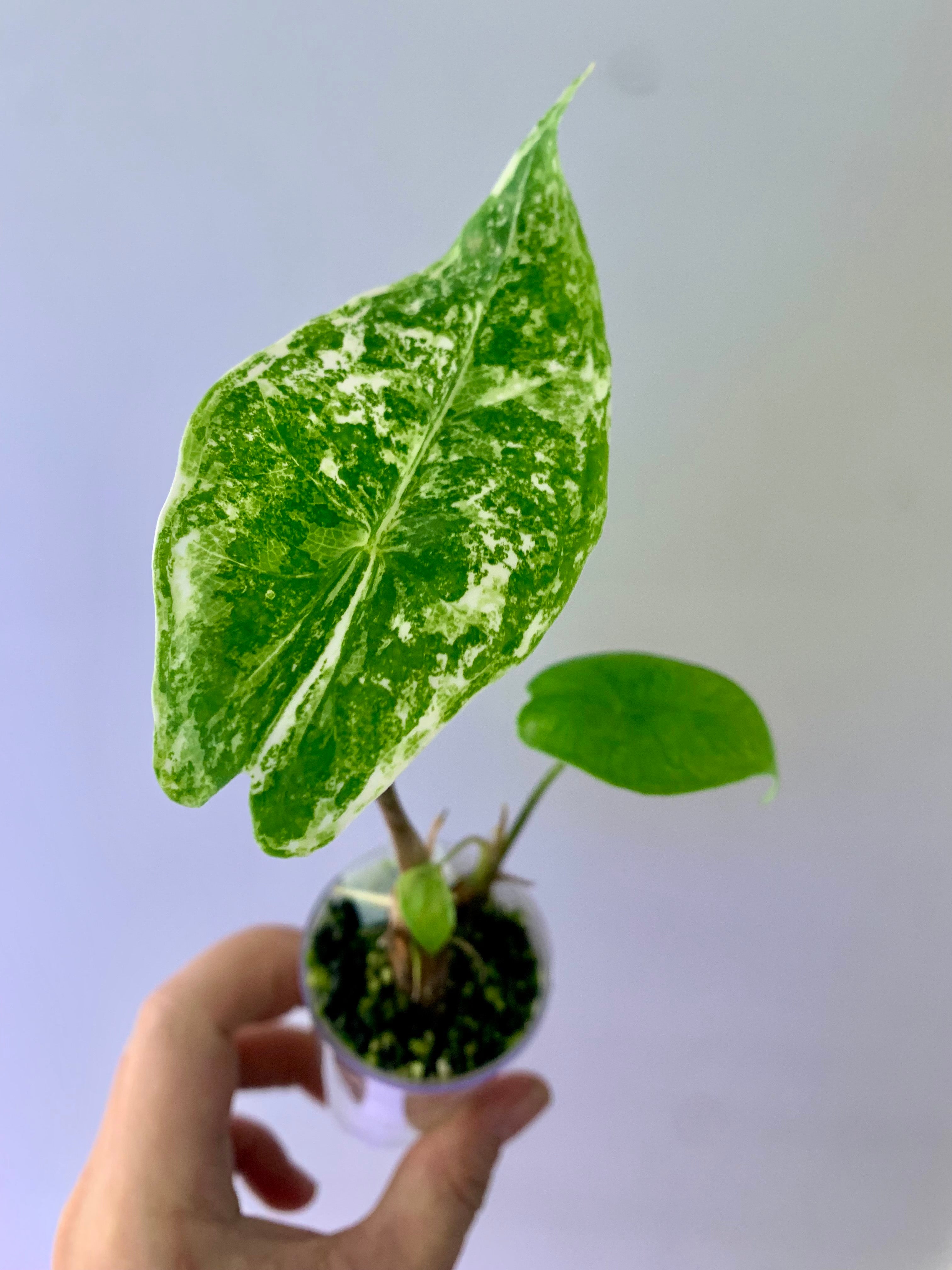 Alocasia Longiloba Albo