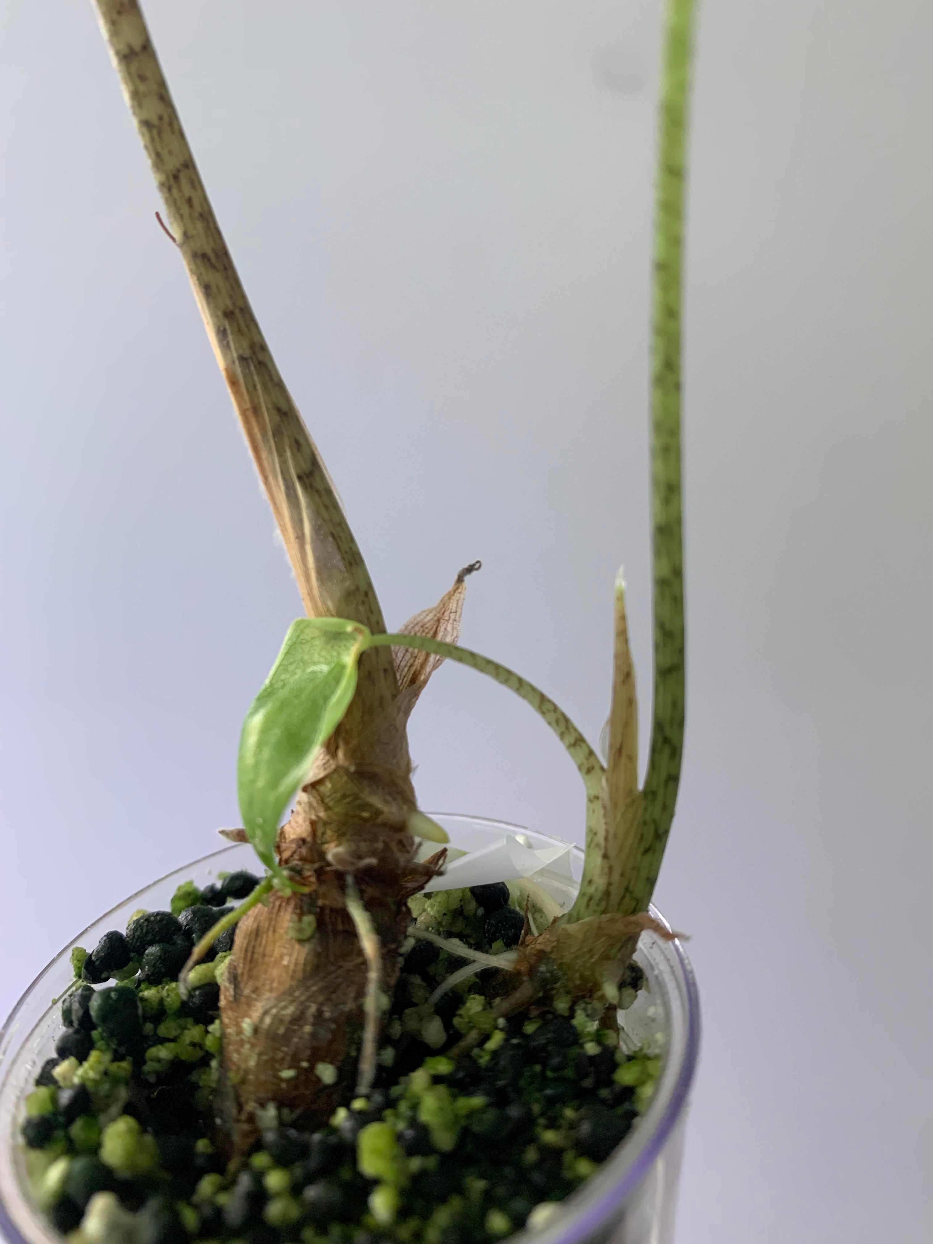 Alocasia Longiloba Albo