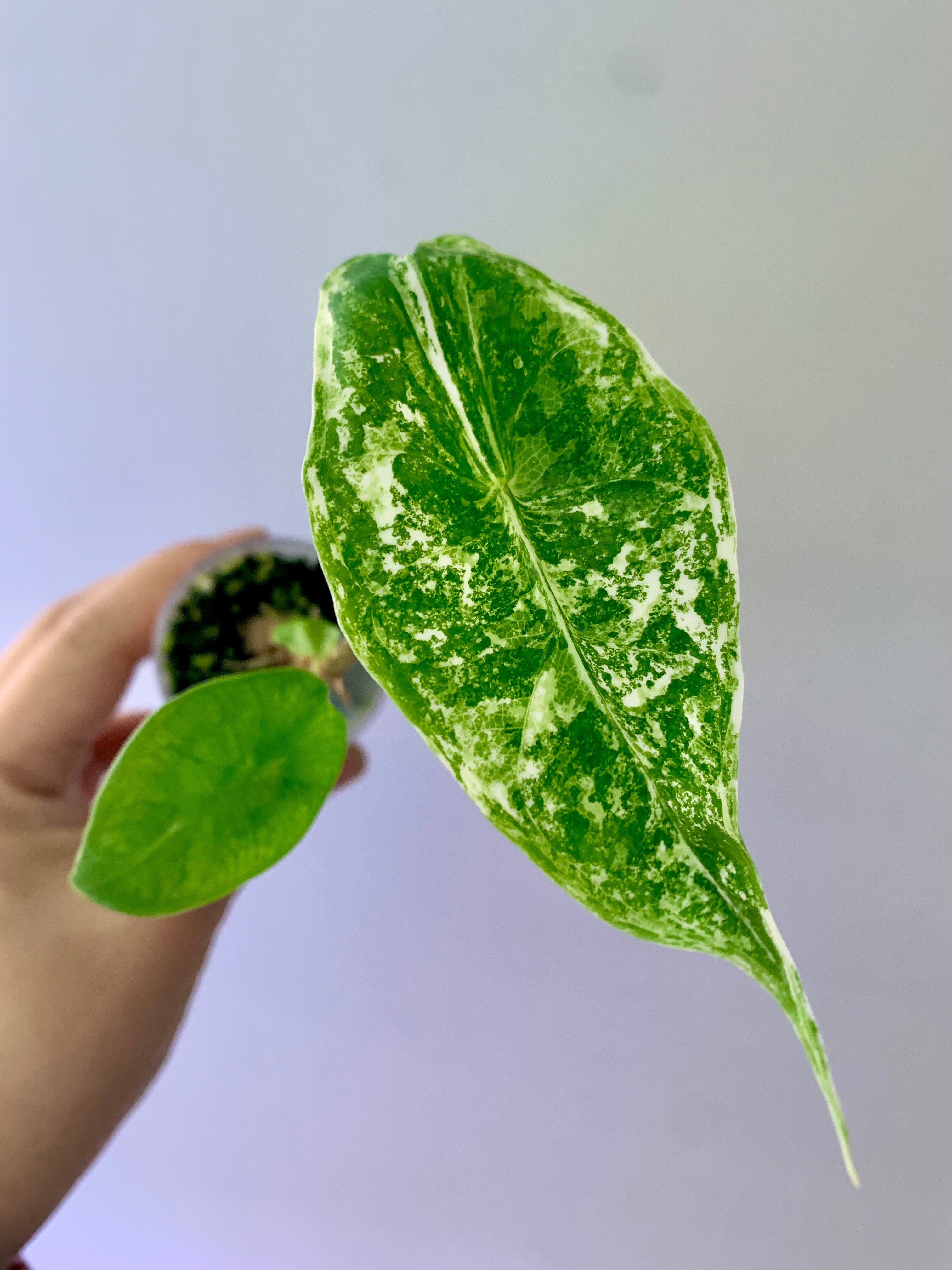 Alocasia Longiloba Albo