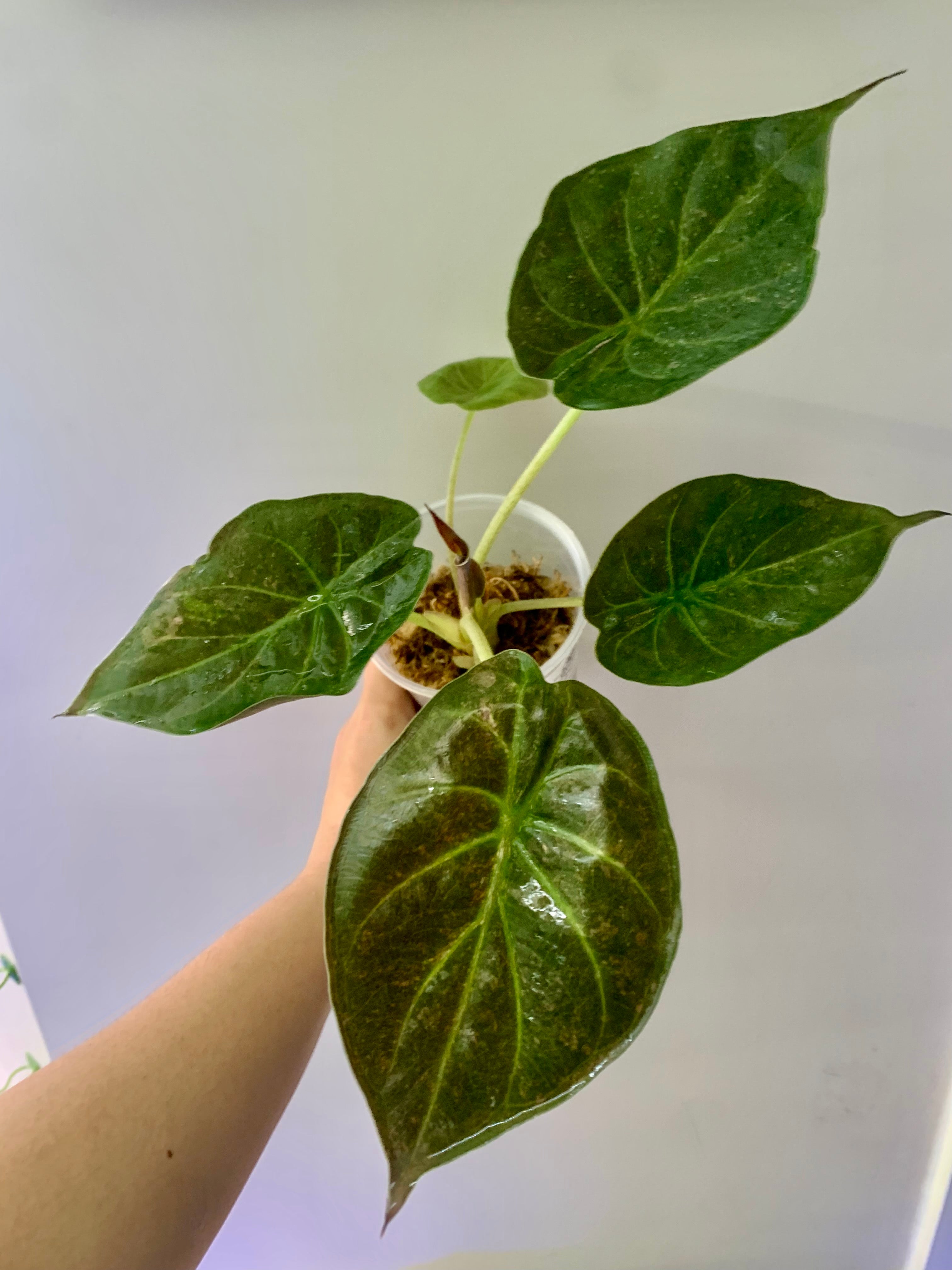 Alocasia Wentii Pink/Silver Splash
