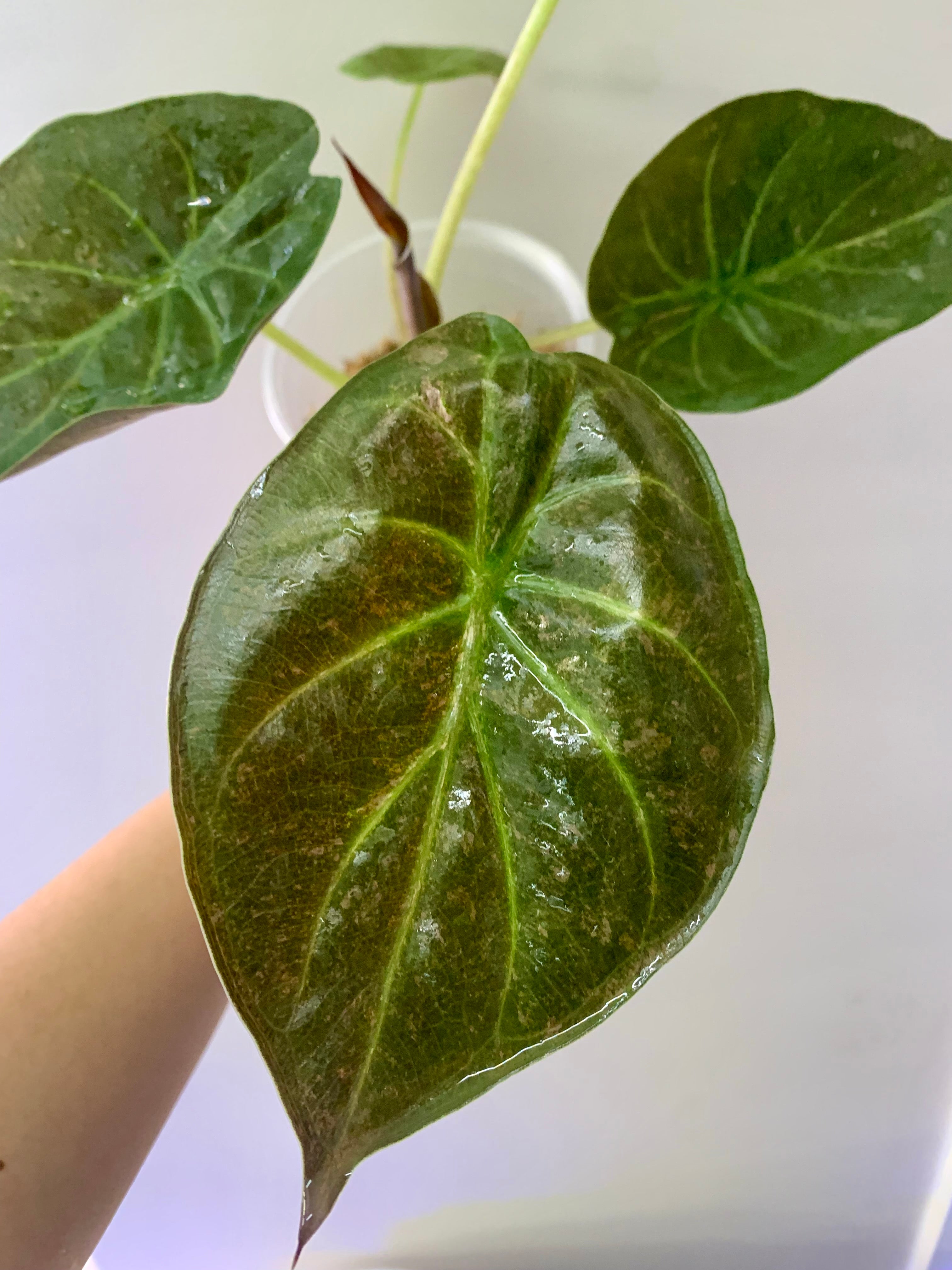 Alocasia Wentii Pink/Silver Splash