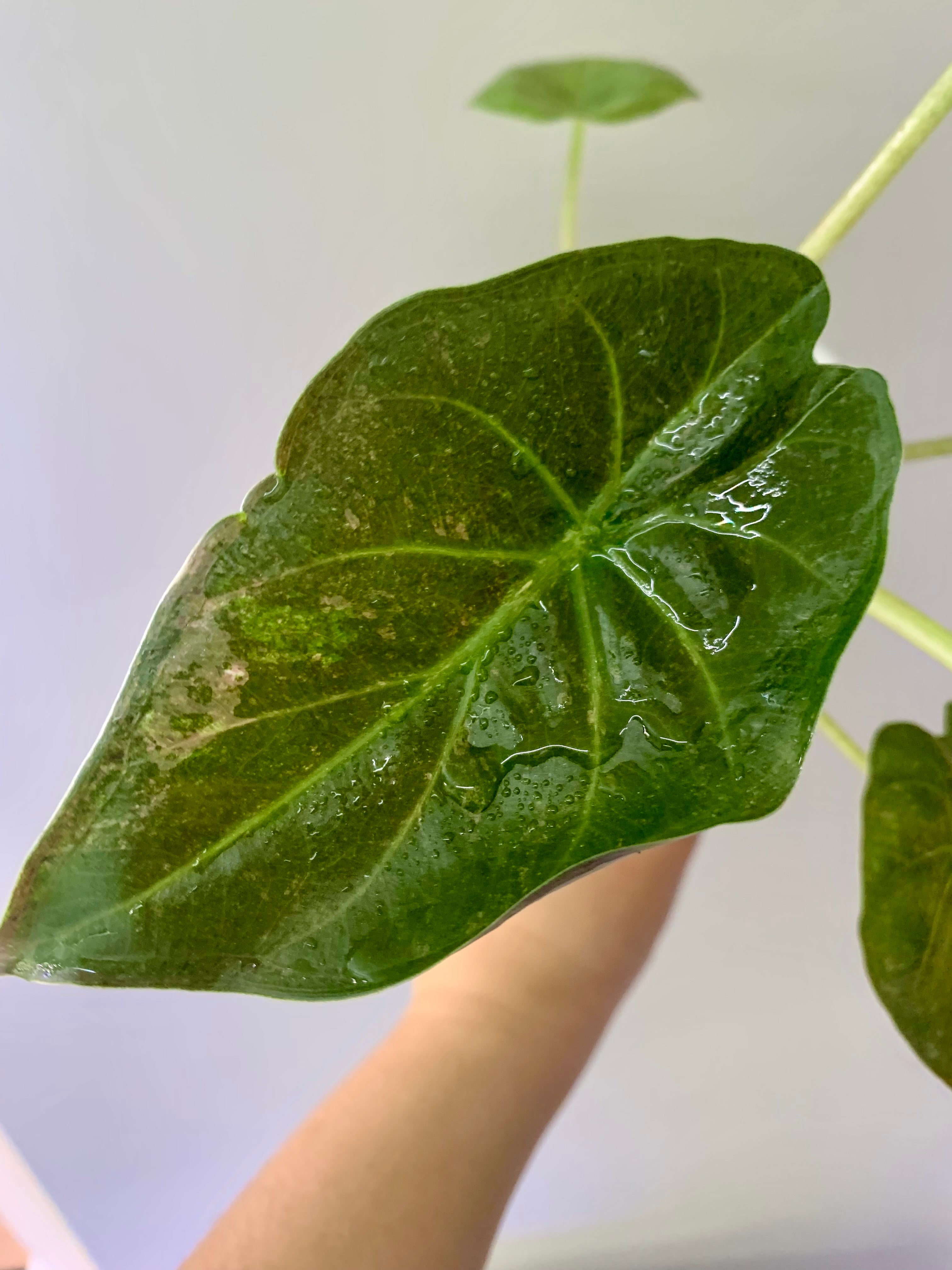 Alocasia Wentii Pink/Silver Splash