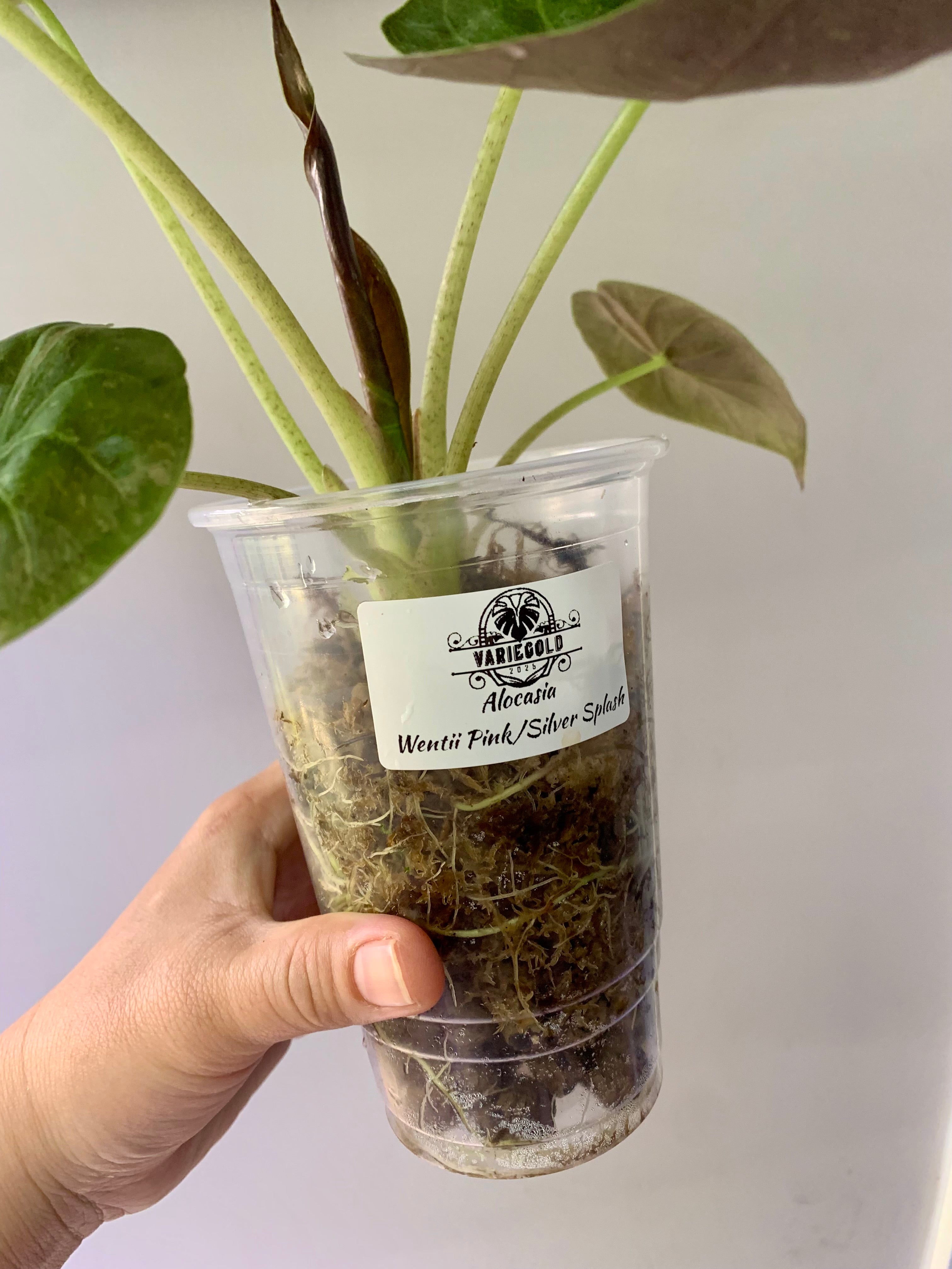 Alocasia Wentii Pink/Silver Splash