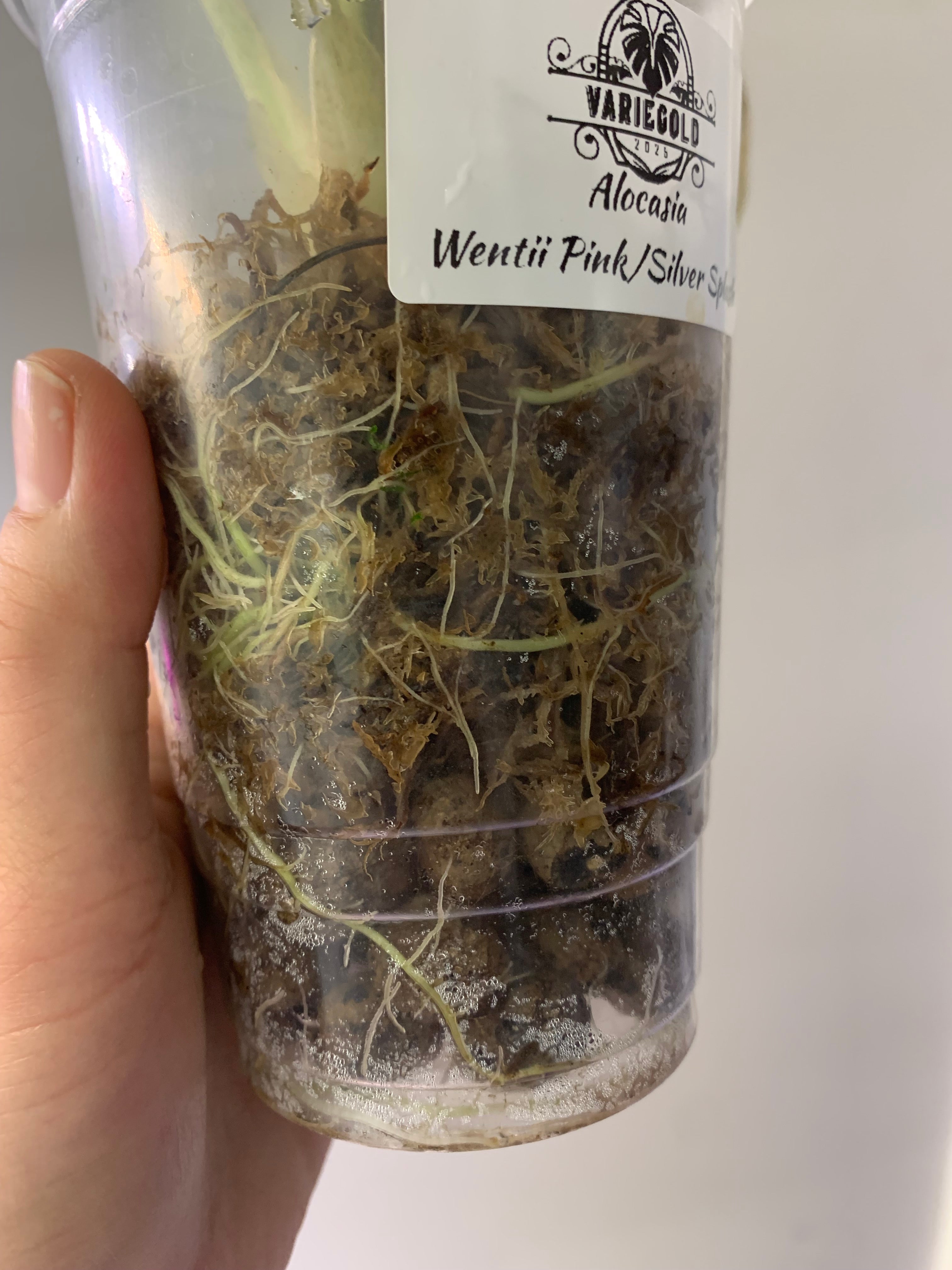 Alocasia Wentii Pink/Silver Splash