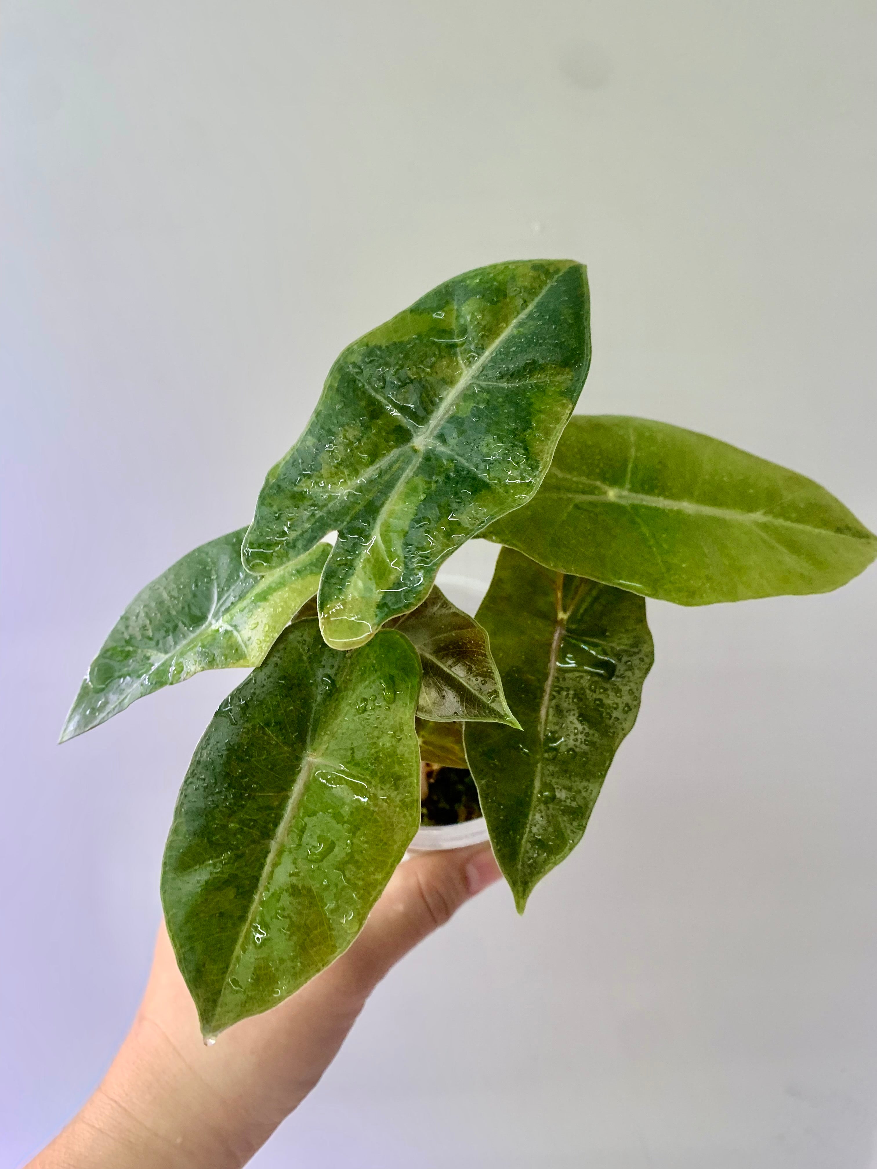 Alocasia Pseudo Aurea 2 plants in one