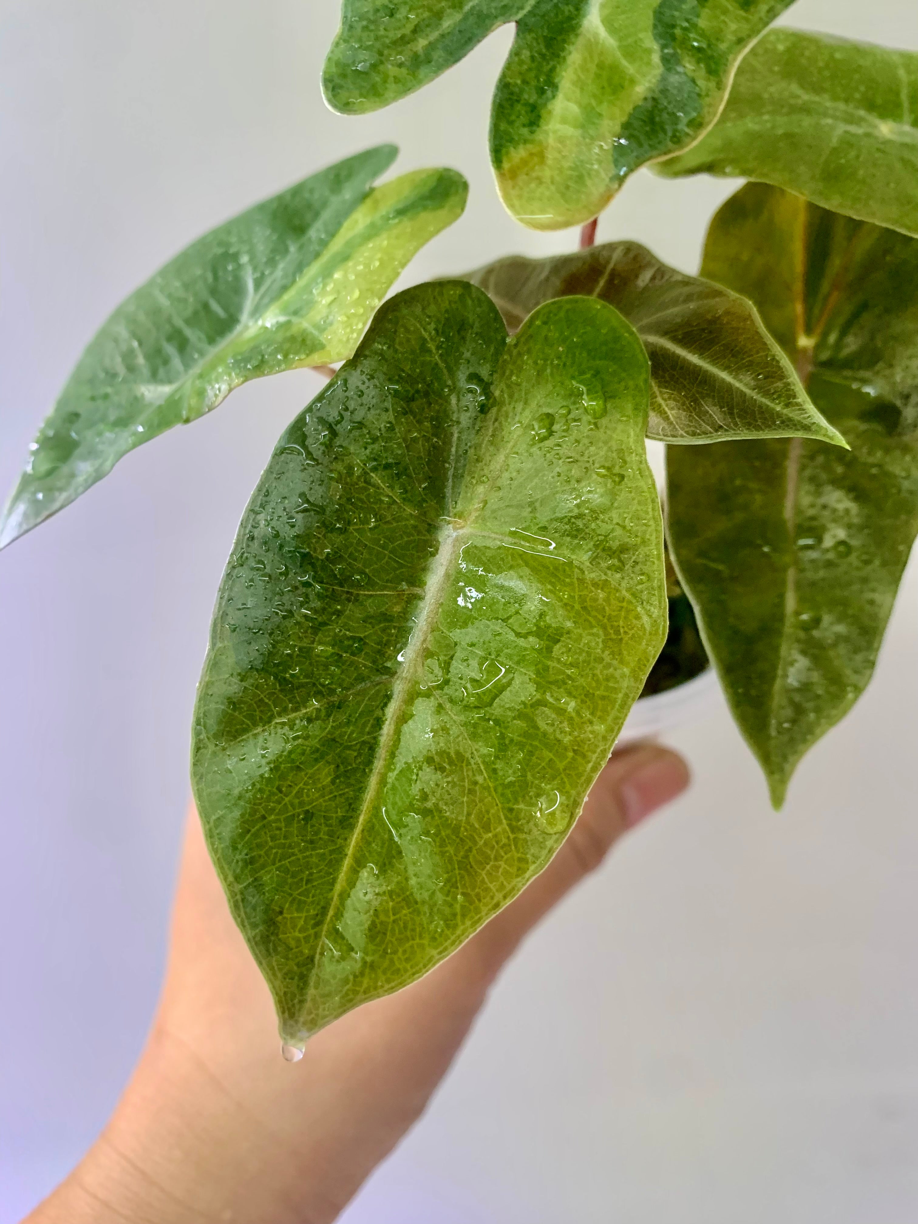 Alocasia Pseudo Aurea 2 plants in one