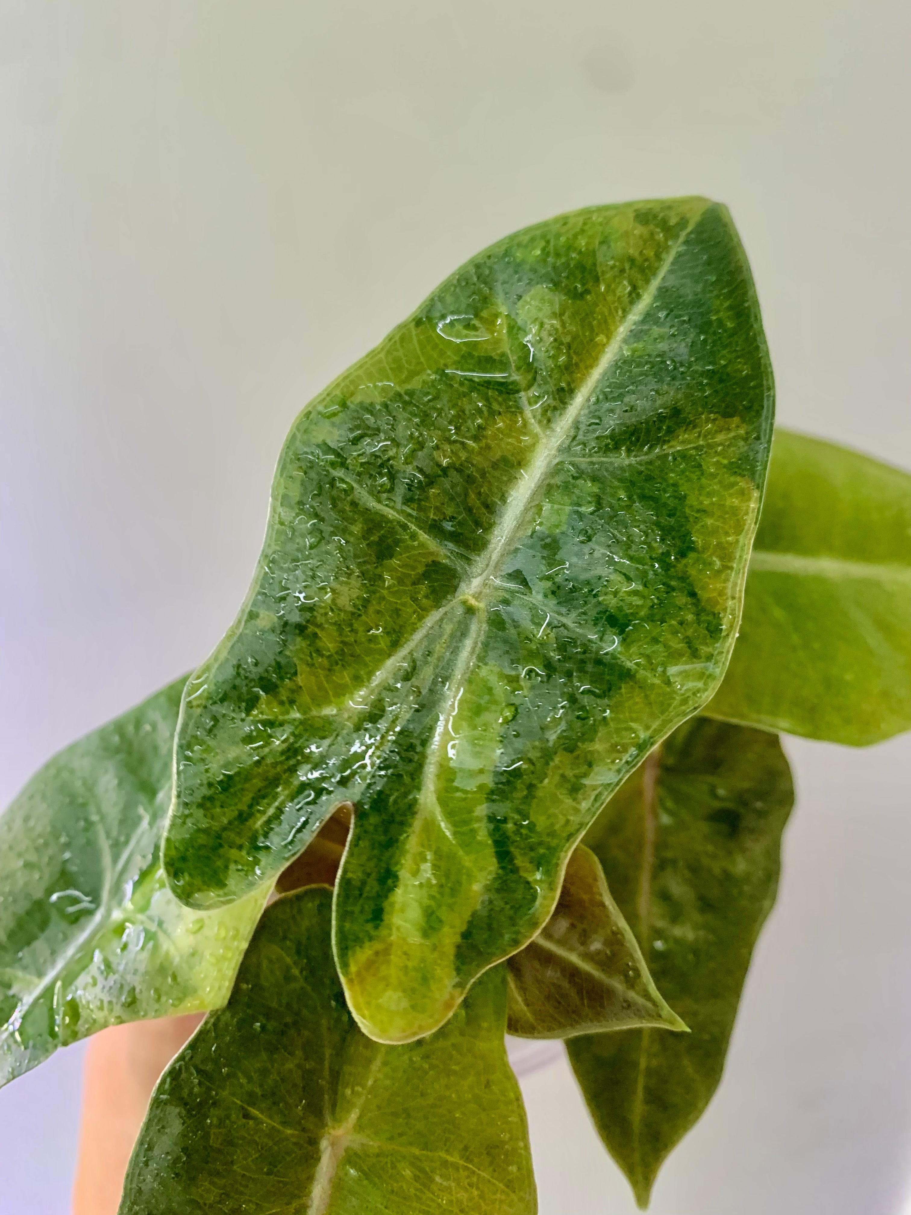 Alocasia Pseudo Aurea 2 plants in one