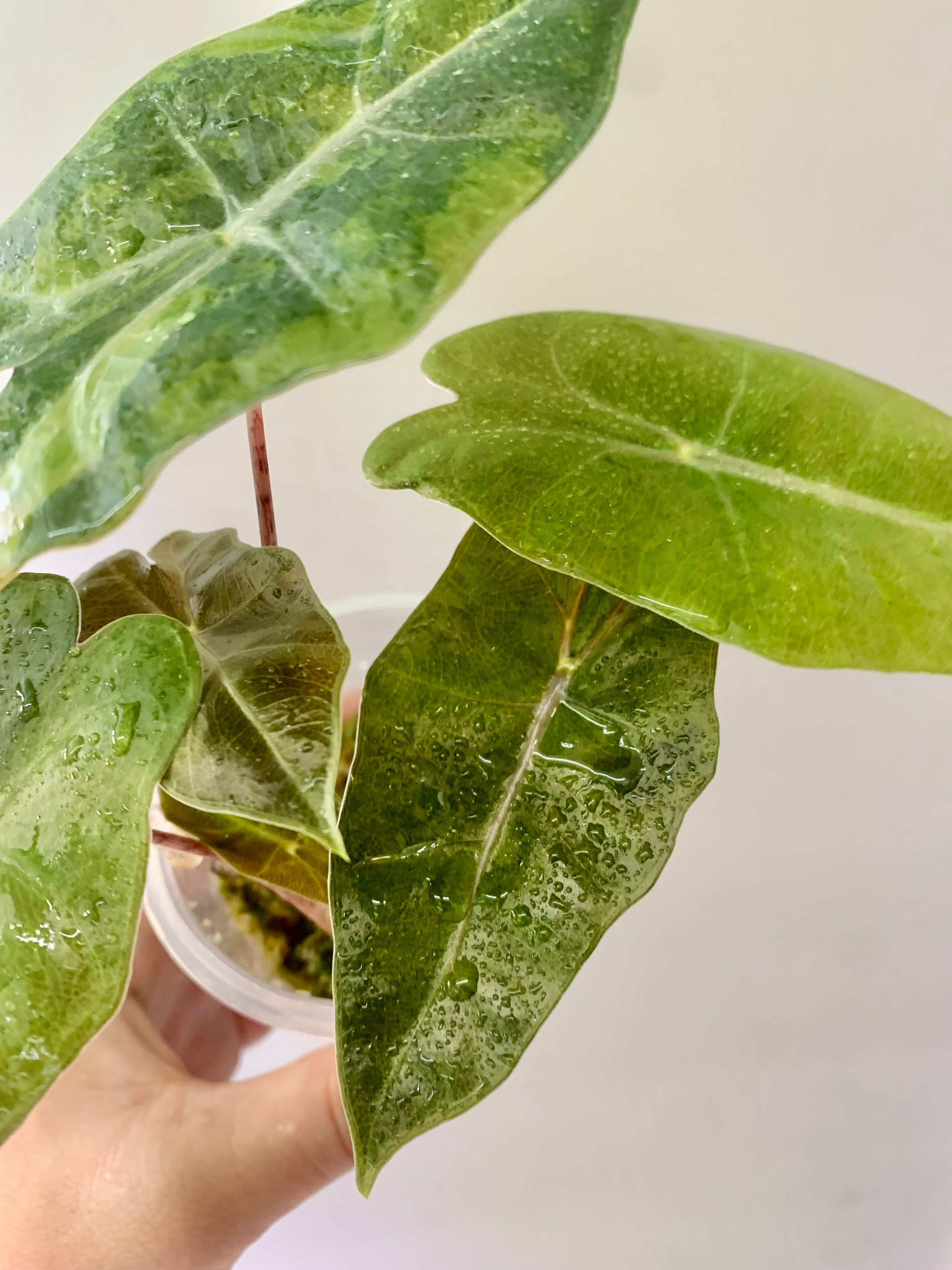 Alocasia Pseudo Aurea 2 plants in one