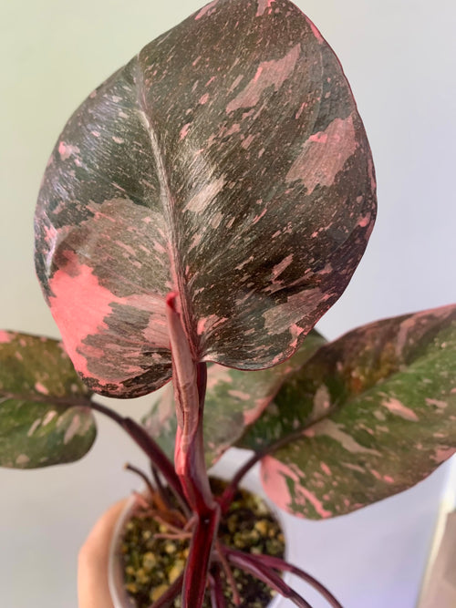 #1 Philodendron Pink Galaxy Marble