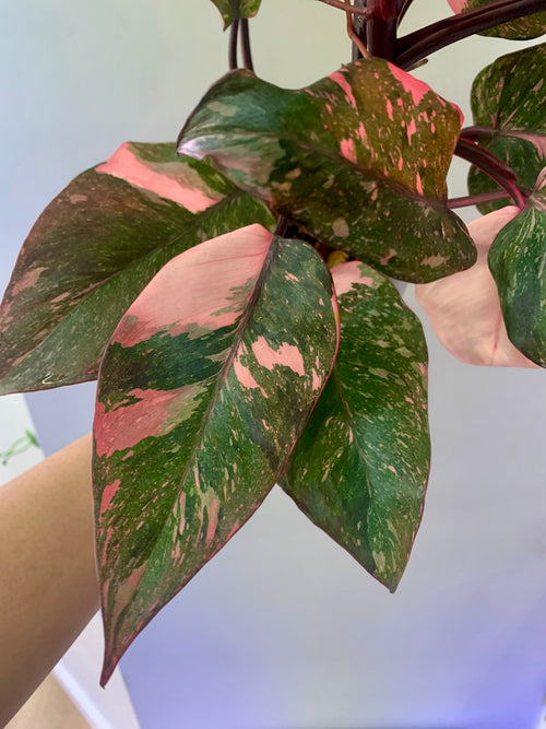 #2 Philodendron Pink Galaxy Marble